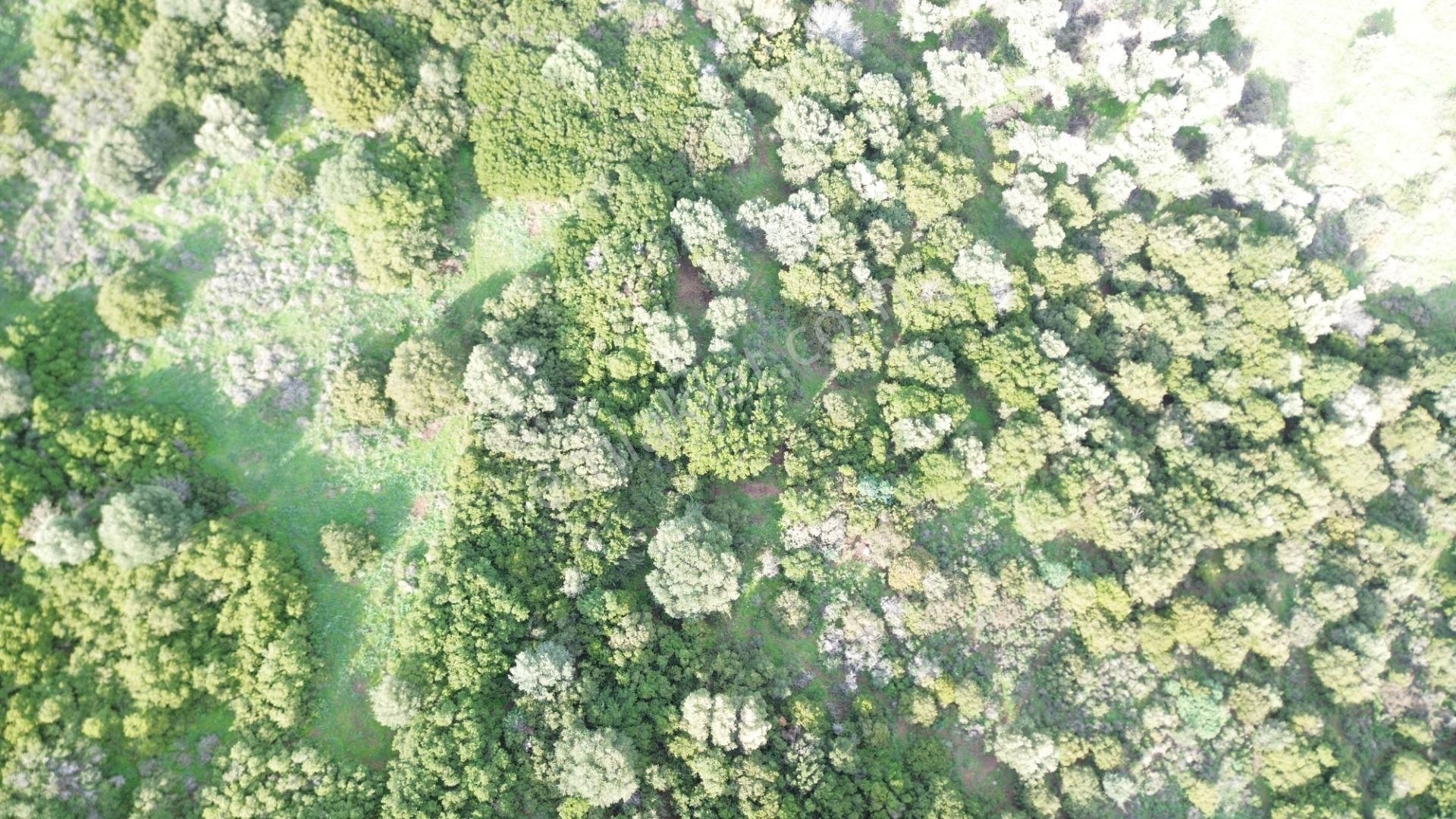 Turyap Foça'dan Ana Yola Yakın Satılık Kaçırılmaz Fırsat Arazi - Görsel 6