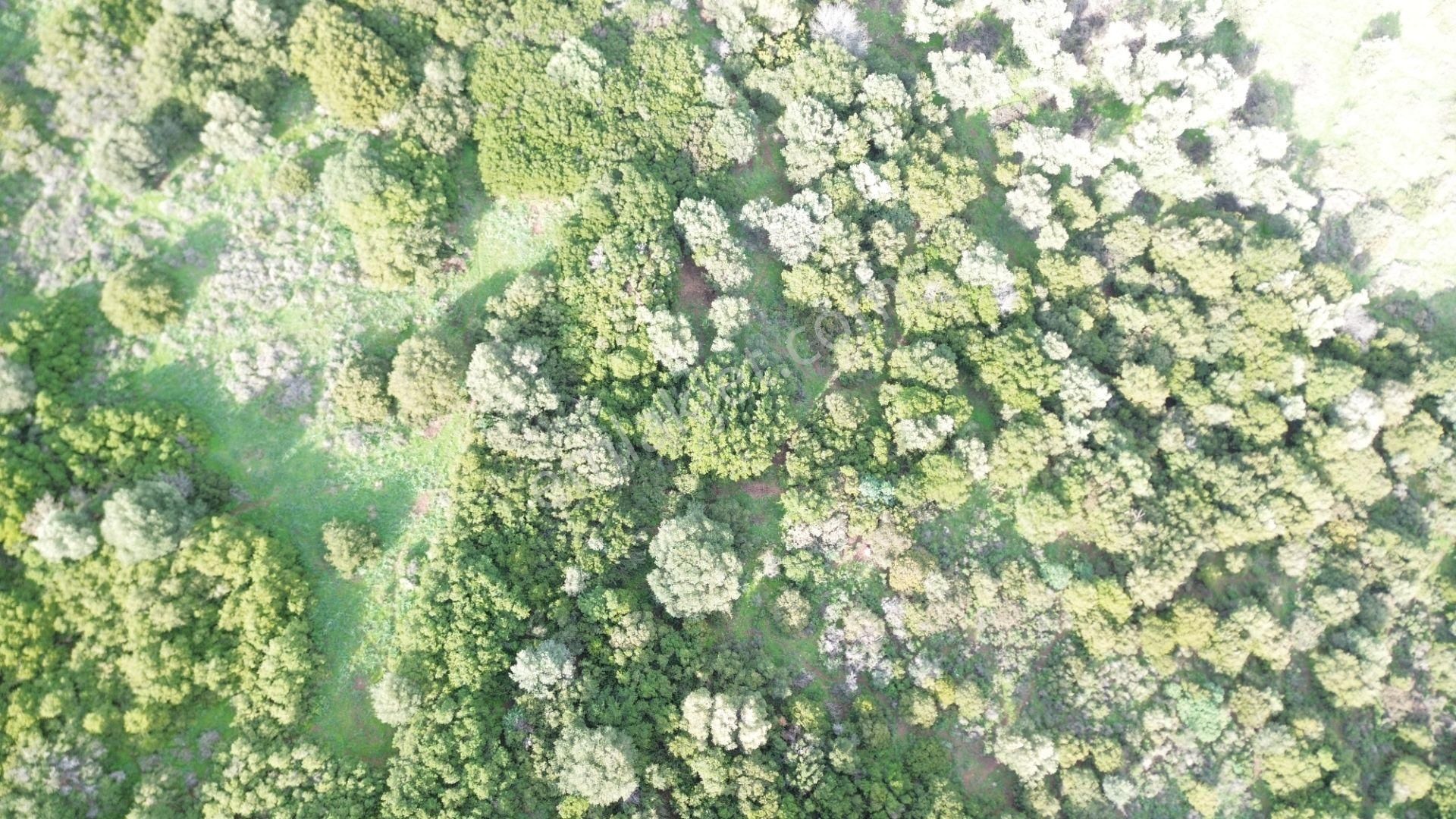 Turyap Foça'dan Ana Yola Yakın Satılık Kaçırılmaz Fırsat Arazi - Görsel 5