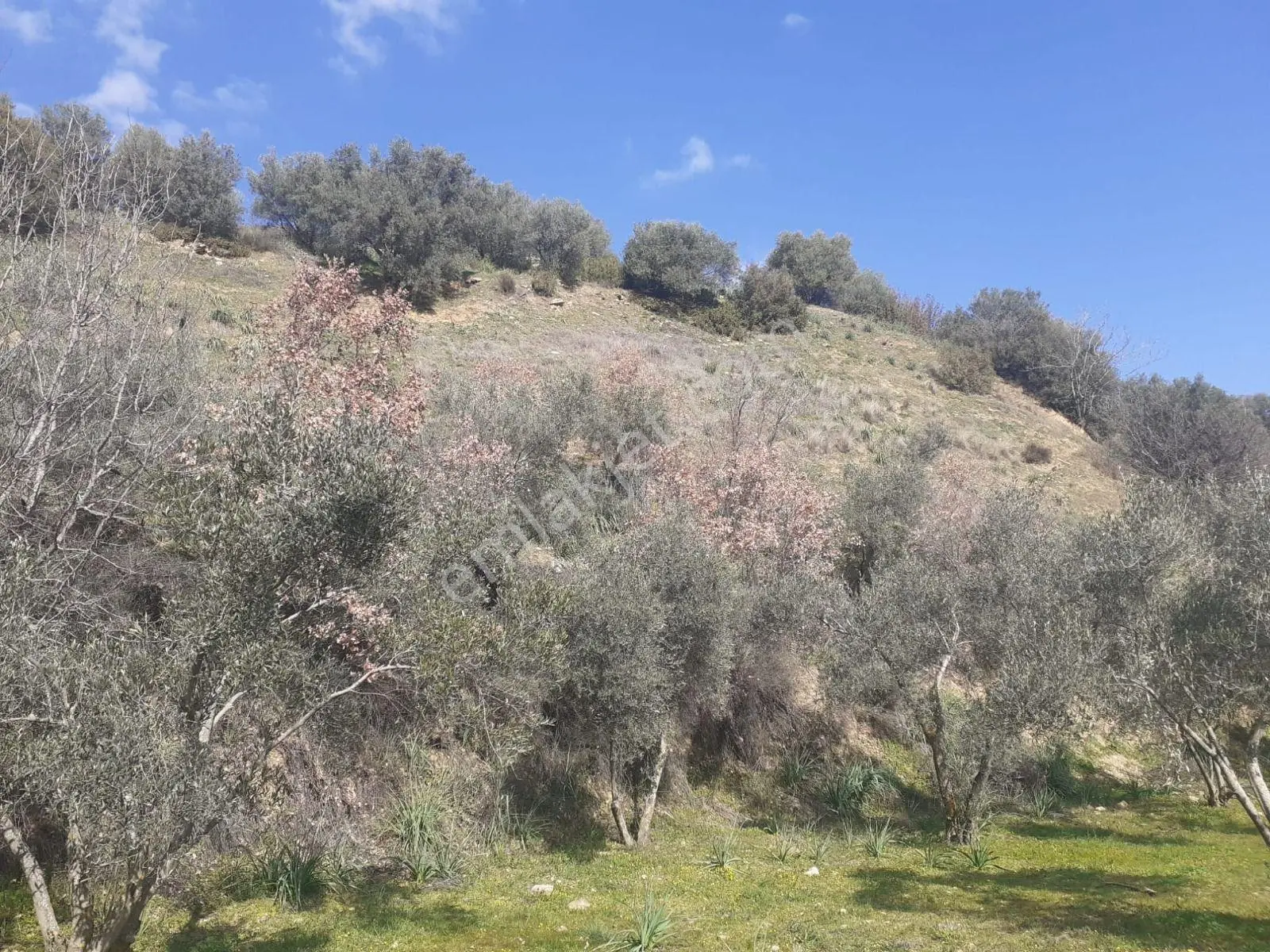 İki Tapu Halinde Biri 4.5 Dönüm Zeytinlik Diğeri Yarım Dönüm Selvilik - Görsel 2