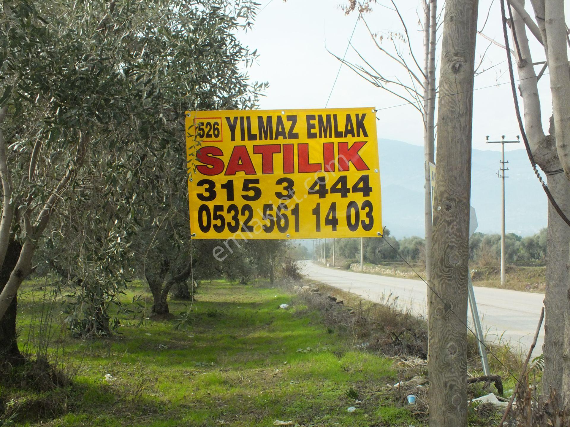 526 Aydın Bozdoğan Eymir Mahallesinde Satılık Köşe Konumlu Zeytinlik