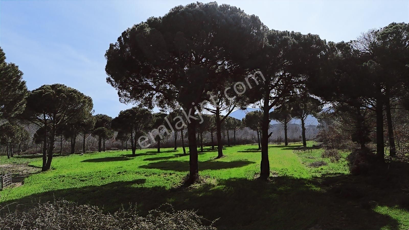 Bergama Kozak Yukarıbey Mahallesinde Satılık 9.371m2 Tarla - Görsel 24