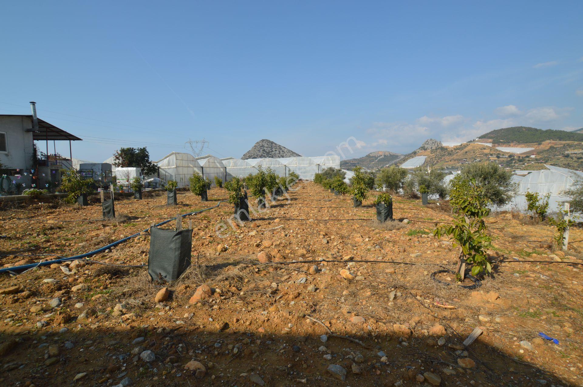 Alanya İmamlı’da Satılık Müstakil Ev + 2 Dönüm Arazi - Görsel 26
