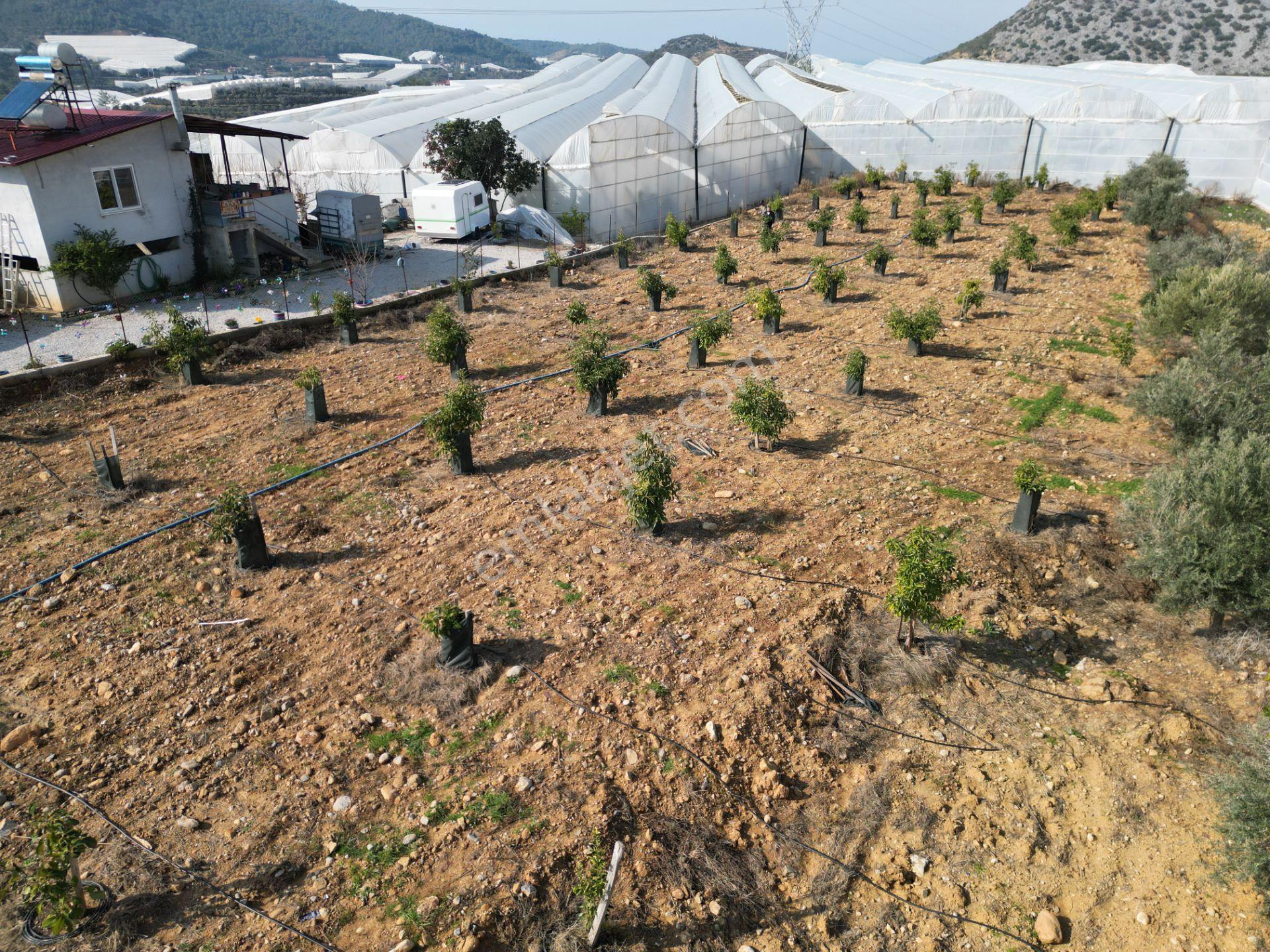 Alanya İmamlı’da Satılık Müstakil Ev + 2 Dönüm Arazi