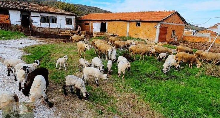 Acil Satılık -manyas Dura Köyü, 1004 M2 İçinde 200 M2 Üzerine Betonarme Dam Ve Köy Evi - Görsel 11