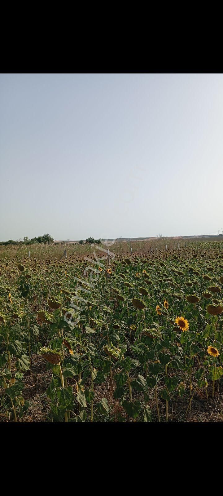 Acele Edin Sizinde İmara Yakın Bir Yeriniz Olsun 350m² - Görsel 23