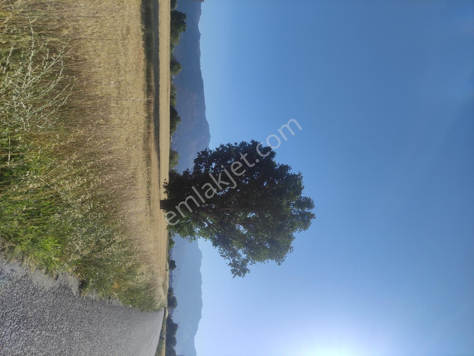 Özpınar,dan Muradiye Satılık Tarla 1508 M2 Yol Ve Kanal Kıyısı - Görsel 6