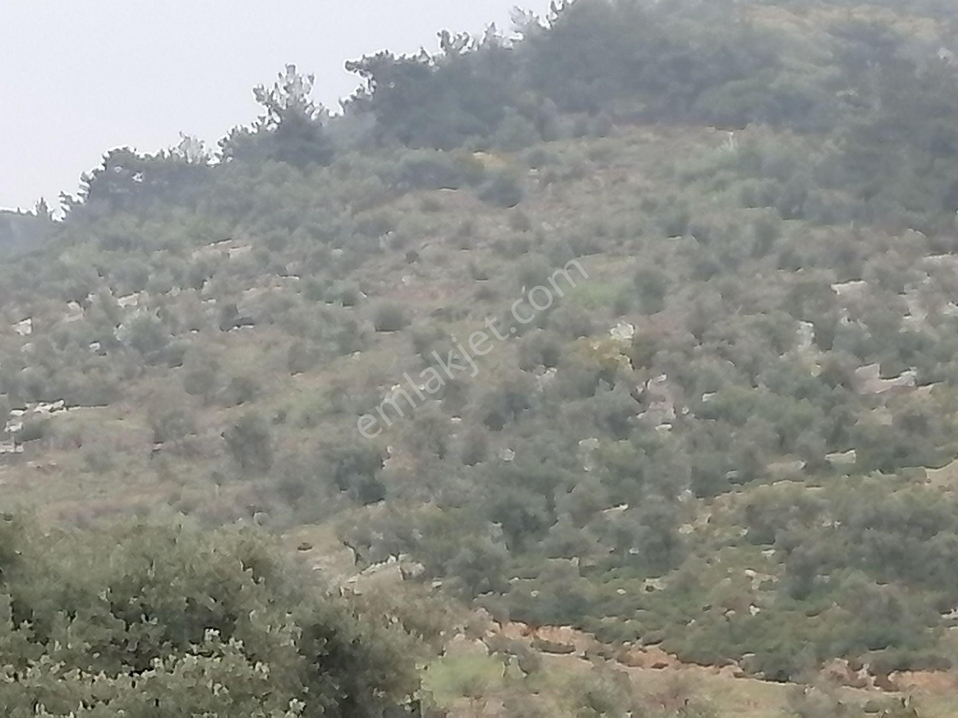 İzmir Torbalı Gold Emlaktan Yakapınarda Satılık Zeytinlik - Görsel 2