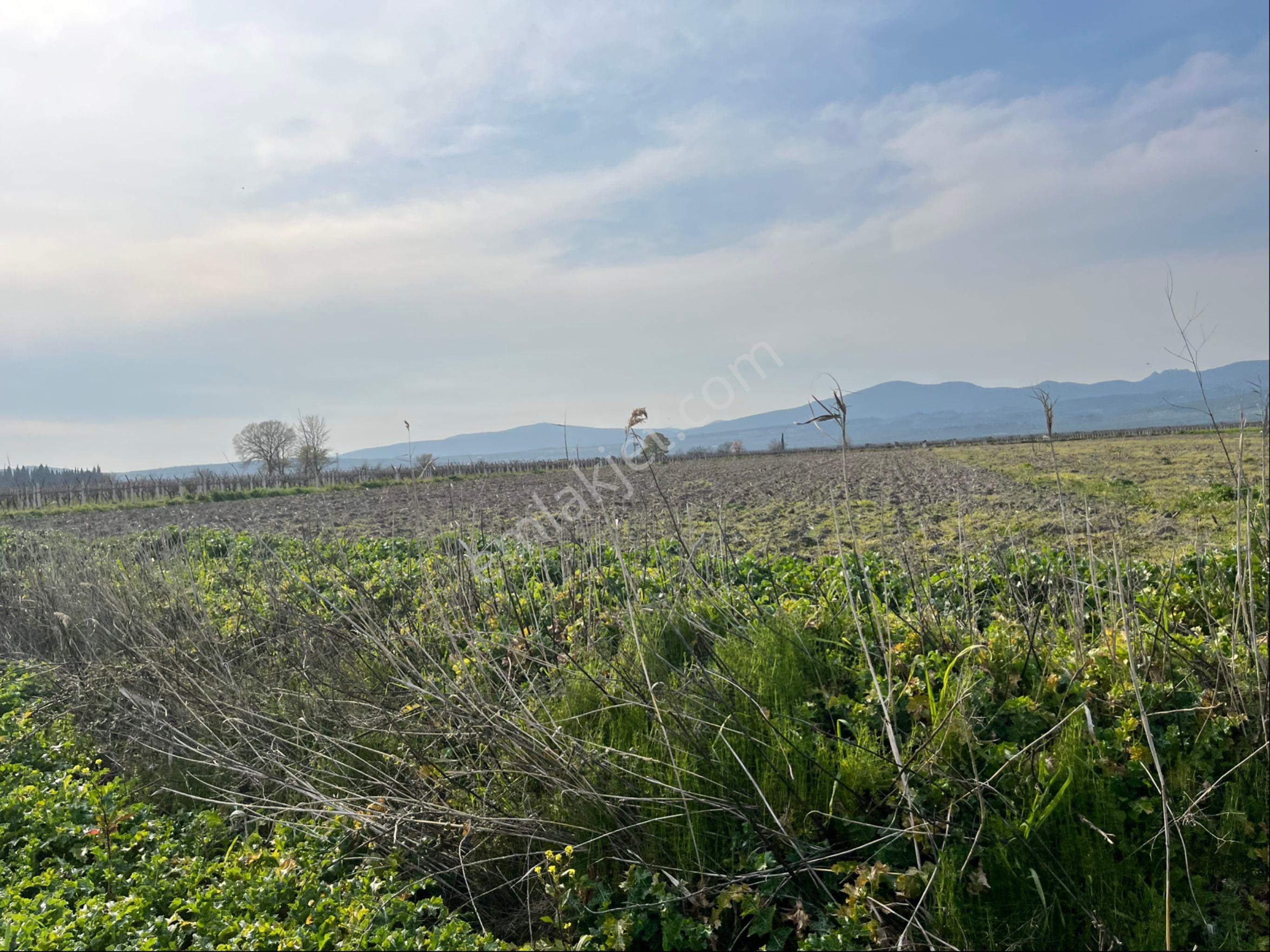 Paşaköy Tepecik Arası 14700m2 Tek Tapu Yolu Var Çiftlik Olur - Görsel 2