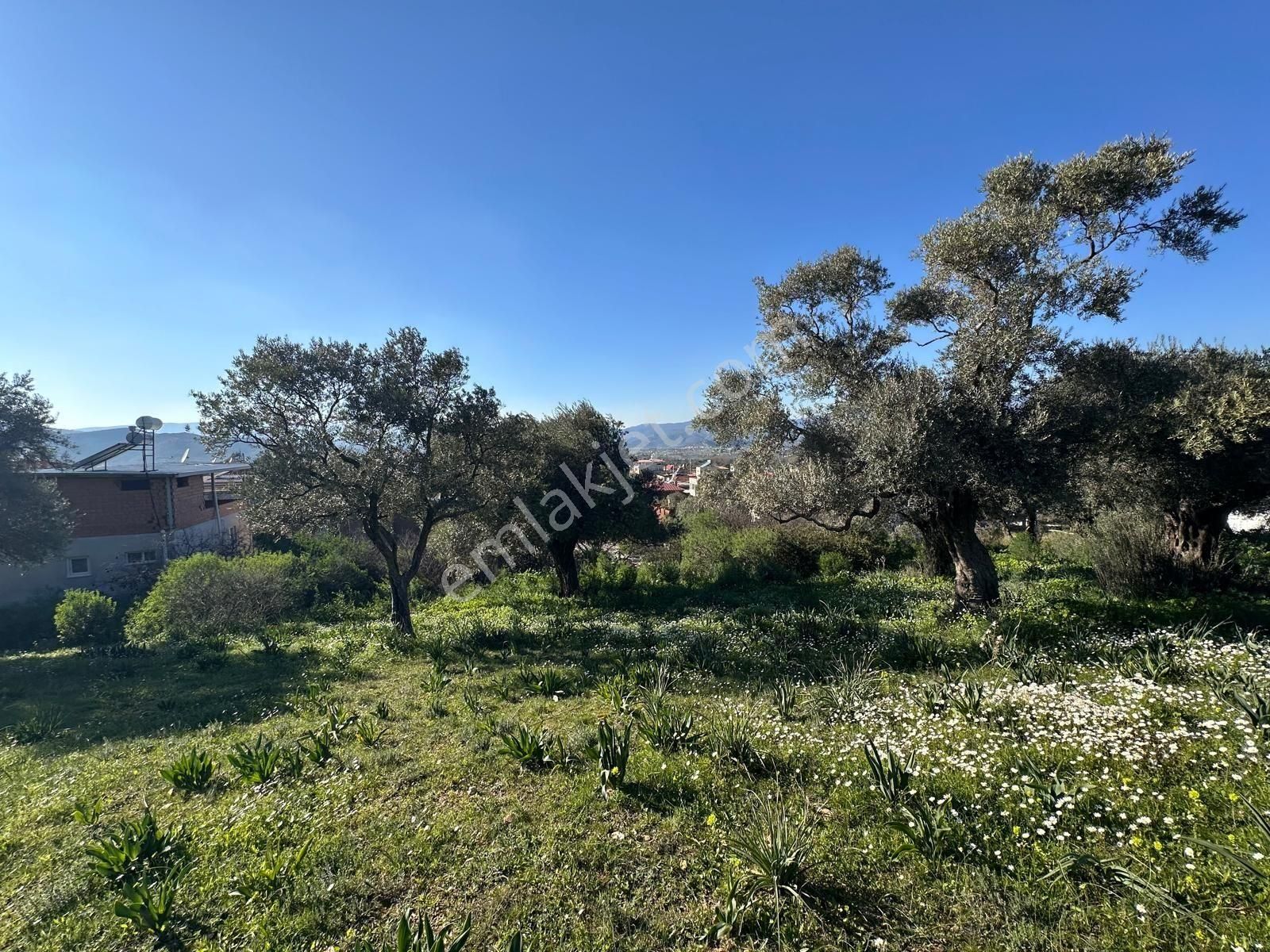 Milas Kırcağızda Köye Sıfır 1644m² Manzaralı Arsa - Görsel 4