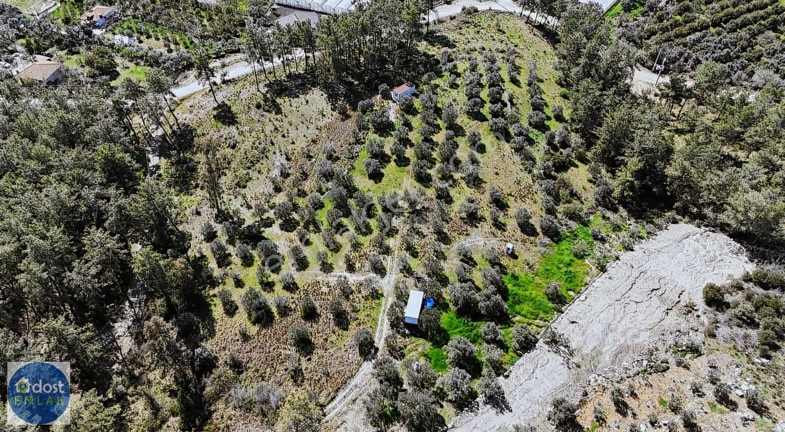Dalaman Kargınkürü'nde Manzaralı Zeytinlik Ve Konteynerli Arsa - Görsel 17