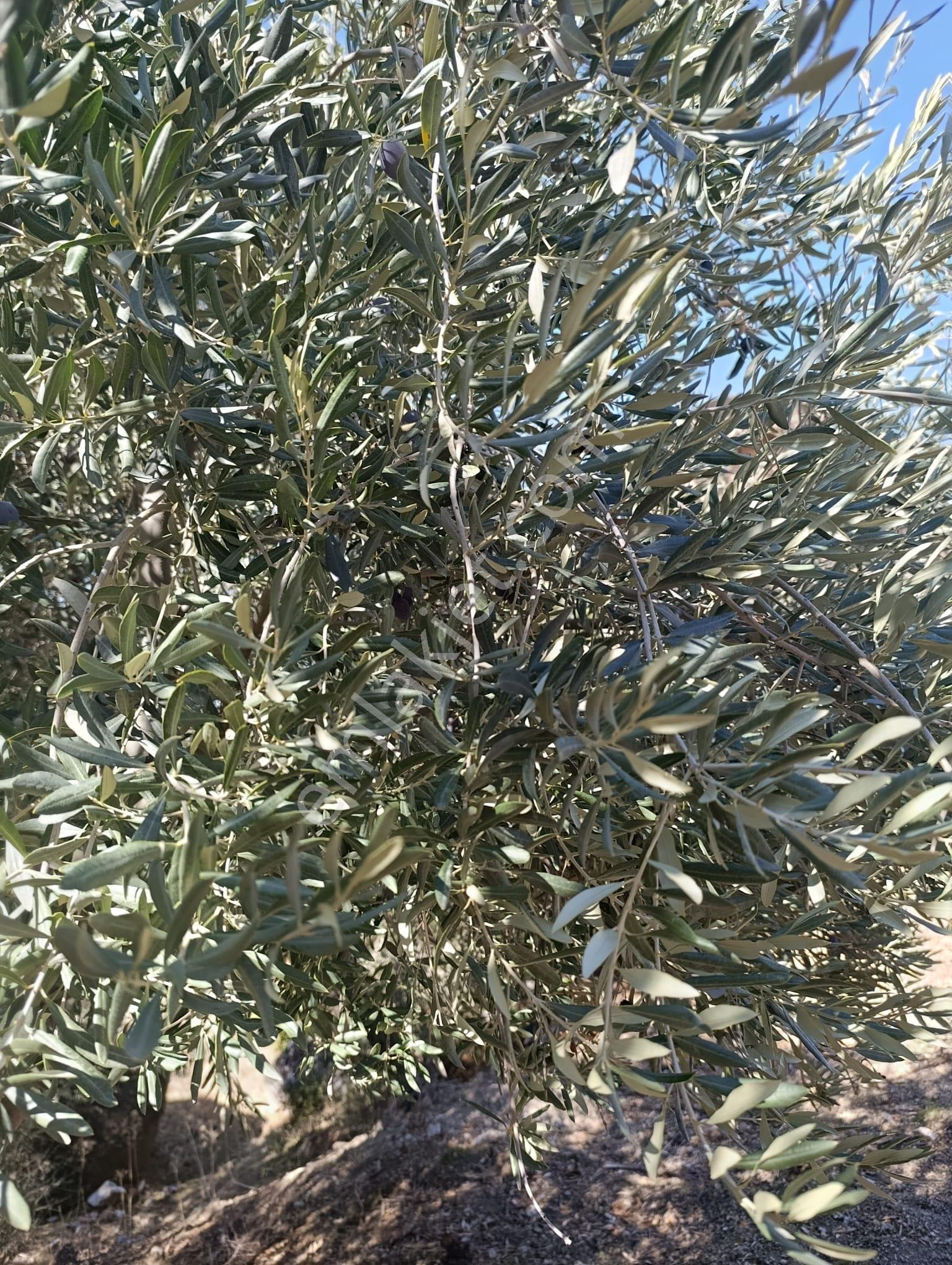 Akinitadan Aydın Koçarlı Gözkayası'nda Satılık Verimli Zeytinlik🌿 - Görsel 17