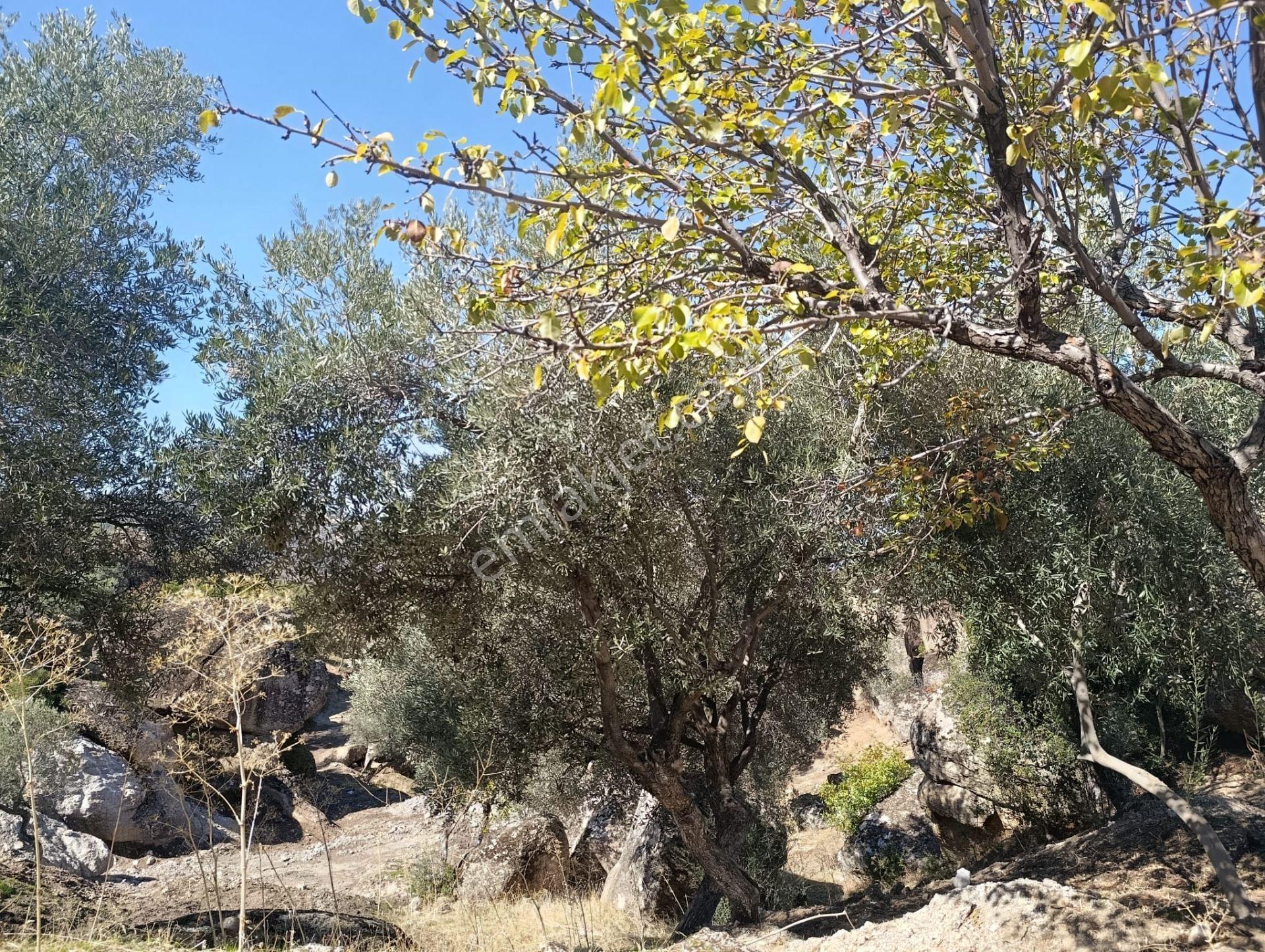 Akinitadan Aydın Koçarlı Gözkayası'nda Satılık Verimli Zeytinlik🌿 - Görsel 19