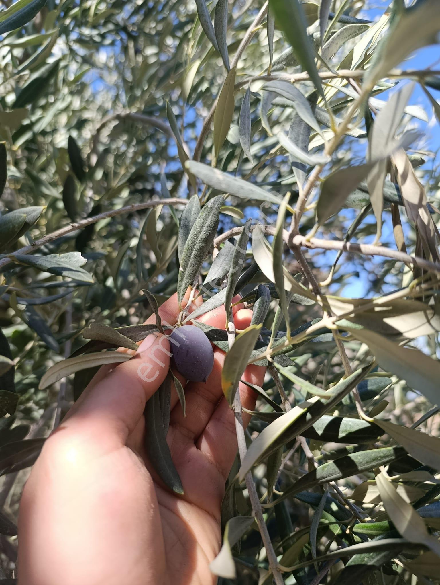Akinitadan Aydın Koçarlı Gözkayası'nda Satılık Verimli Zeytinlik🌿 - Görsel 16