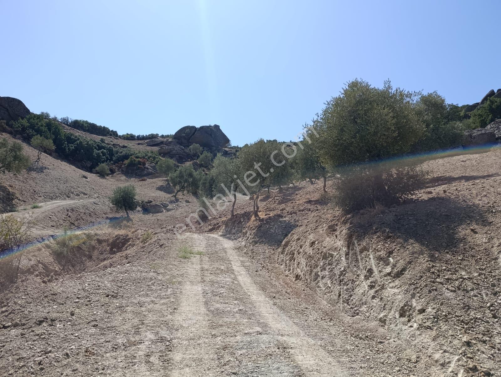 Akinitadan Aydın Koçarlı Gözkayası'nda Satılık Verimli Zeytinlik🌿 - Görsel 34