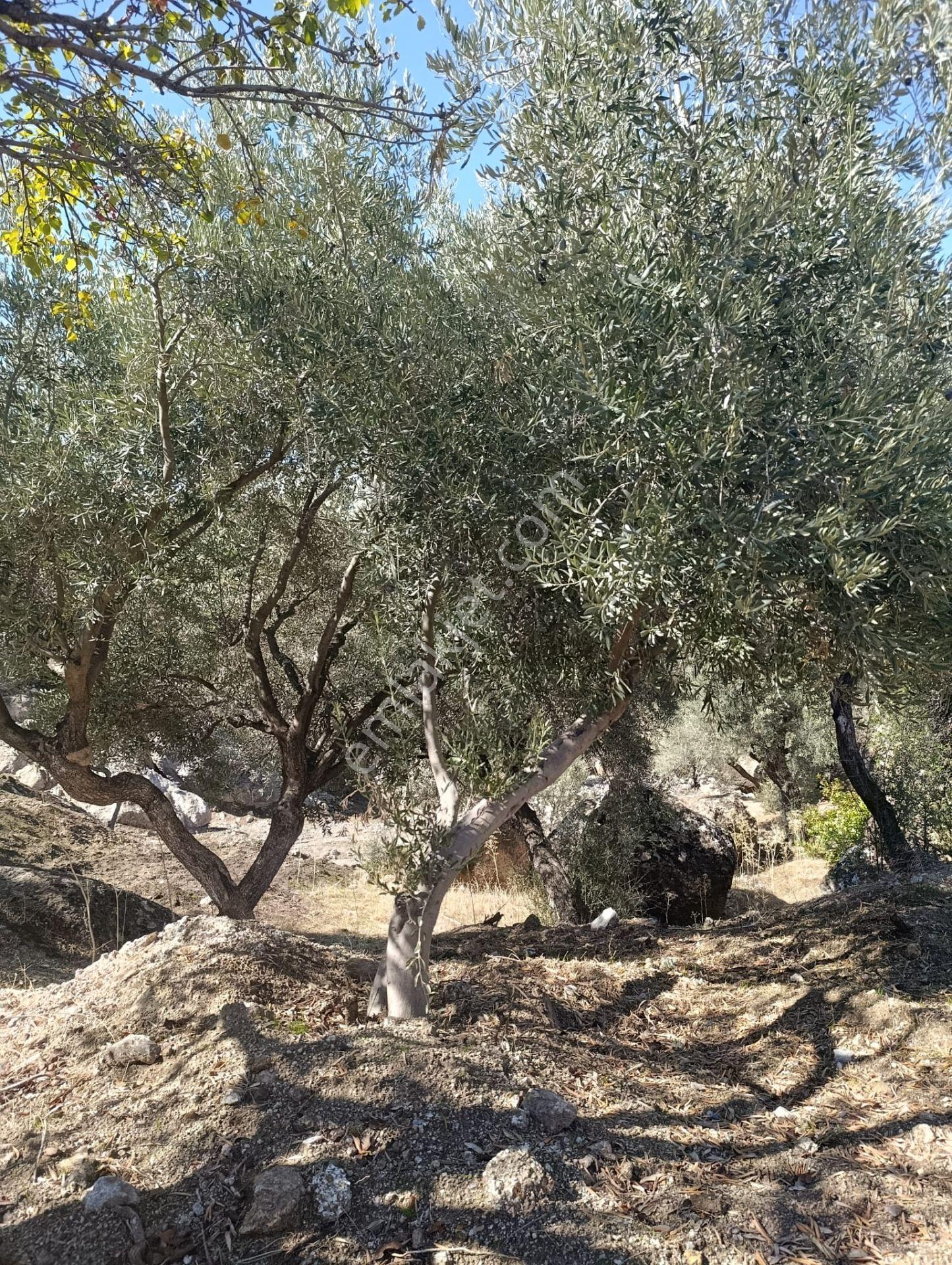Akinitadan Aydın Koçarlı Gözkayası'nda Satılık Verimli Zeytinlik🌿 - Görsel 24