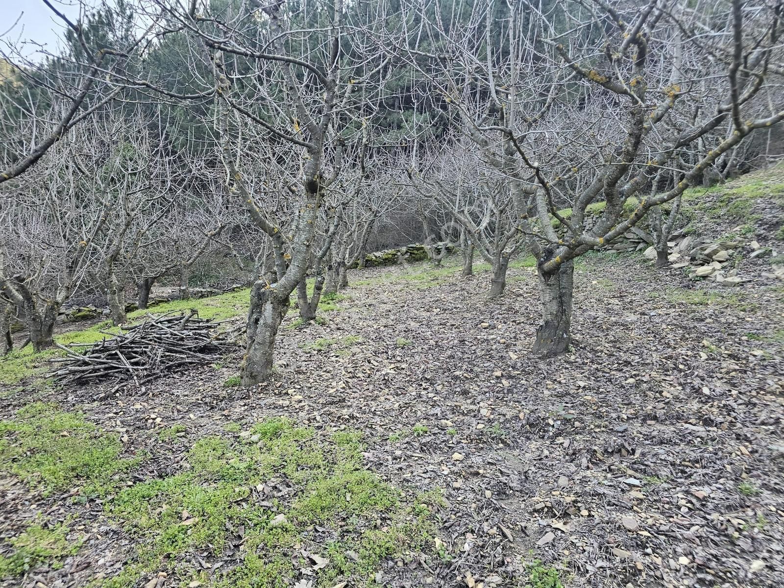 Kemalpaşa Bayramlıda Satılık Kıraz Ve Meyve Bahçesi
