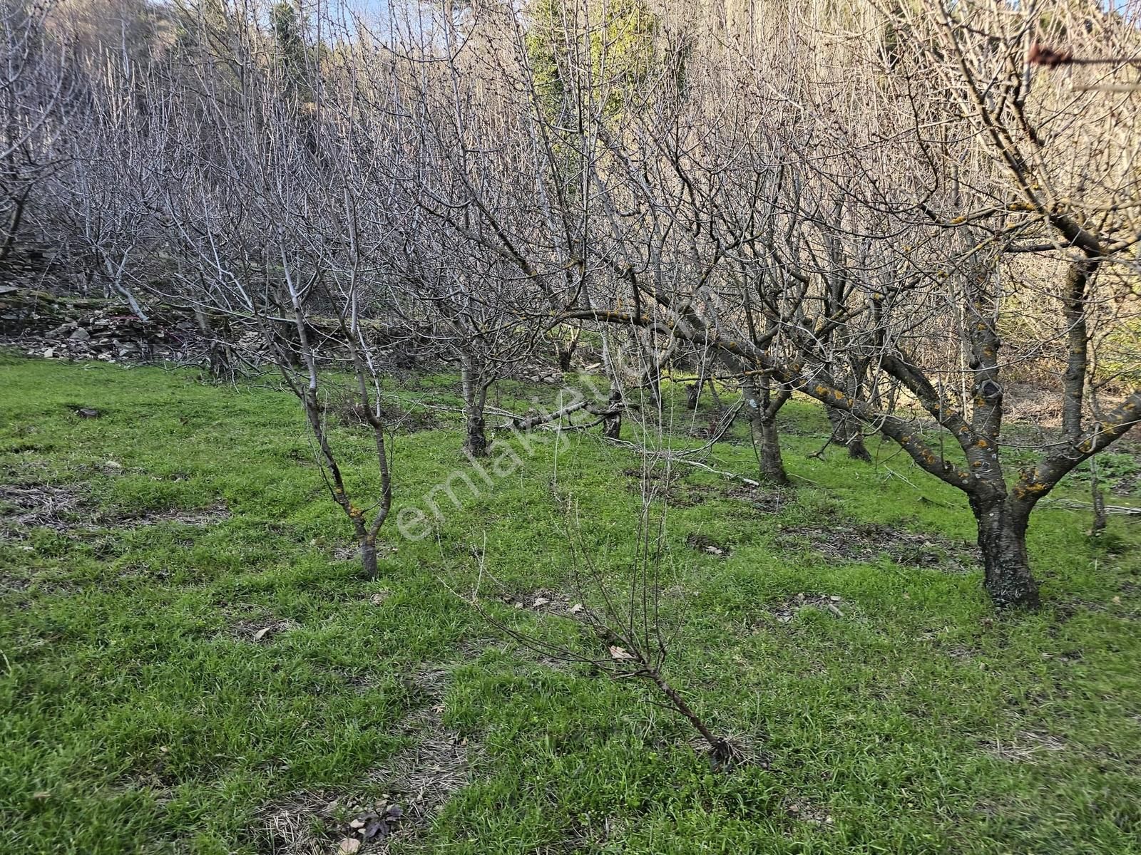 Kemalpaşa Bayramlıda Satılık Kıraz Ve Meyve Bahçesi - Görsel 6
