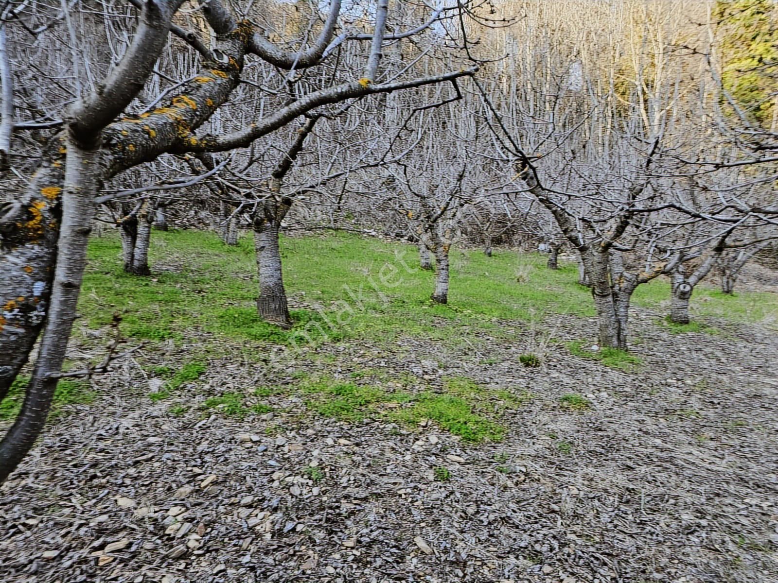 Kemalpaşa Bayramlıda Satılık Kıraz Ve Meyve Bahçesi - Görsel 2