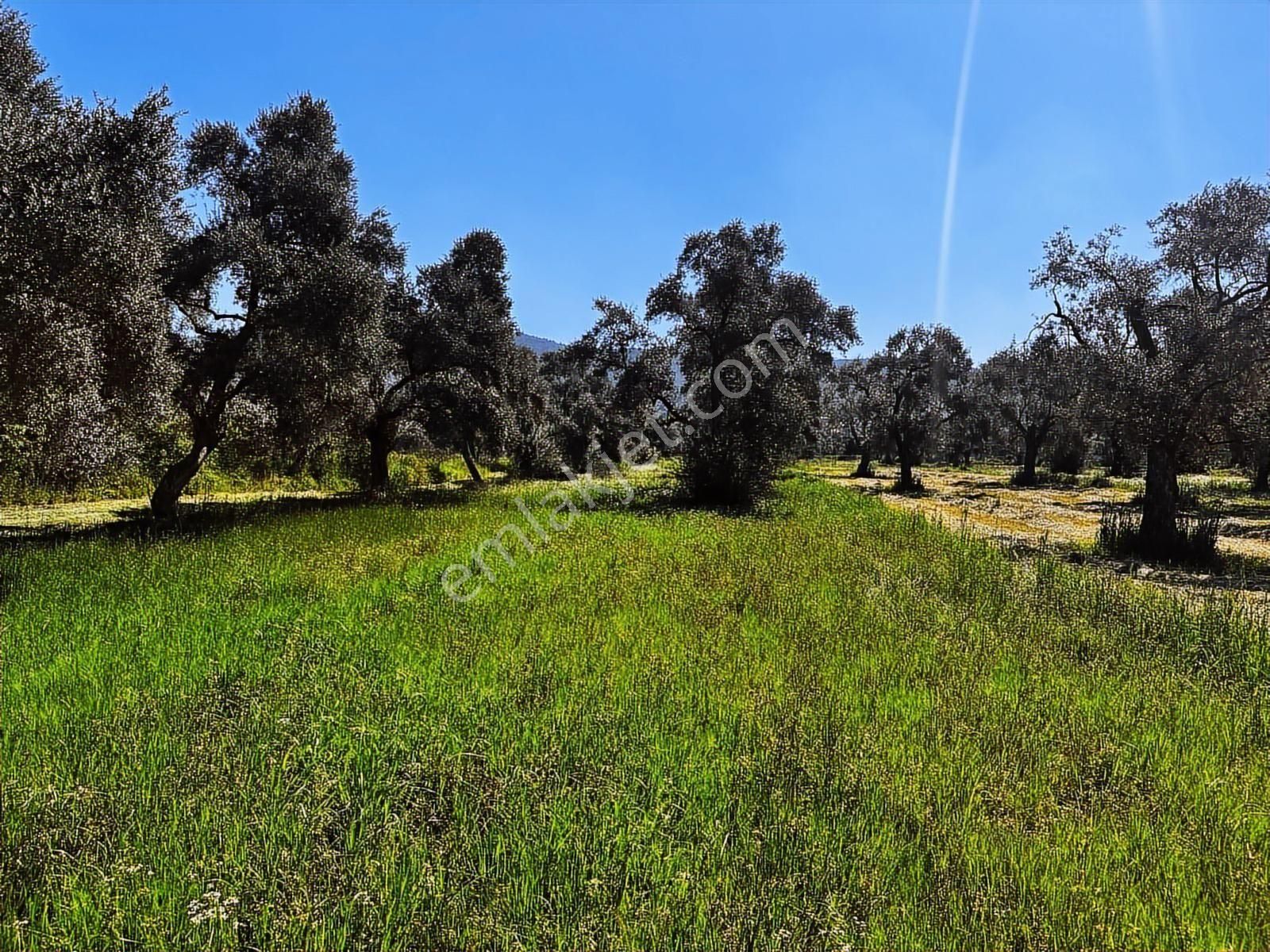 Milas Kırcağızda Karpuzlu Yoluna Sıfır 3900 M² Yatırımlık Arazi