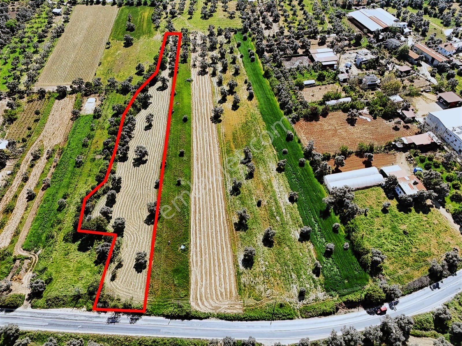Milas Kırcağızda Karpuzlu Yoluna Sıfır 3900 M² Yatırımlık Arazi - Görsel 4