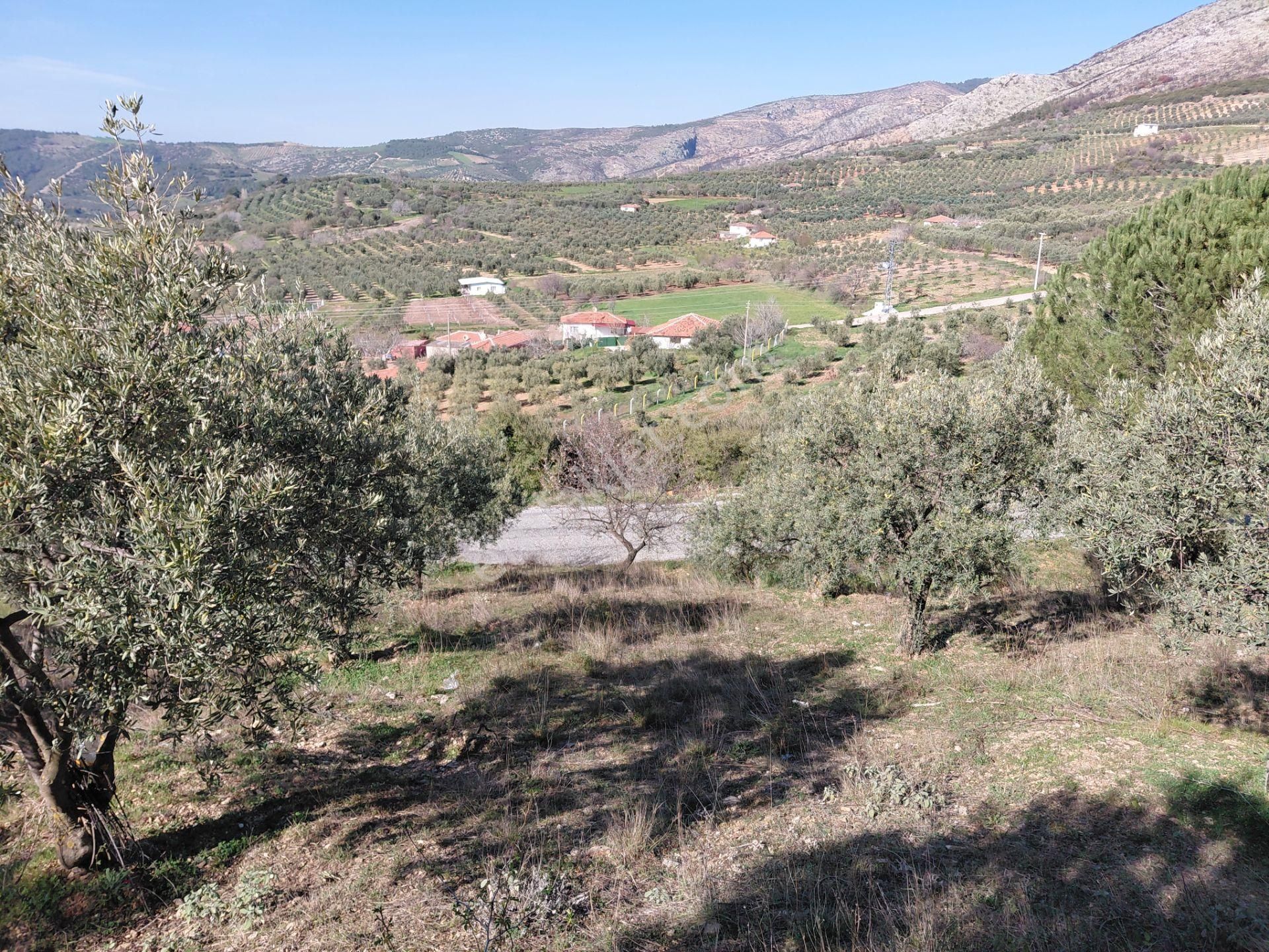 Akhisar Şehitler De Satılık 1.800 M2 Harika Bir Yaşam Alanı 620.000 Tl - Görsel 12