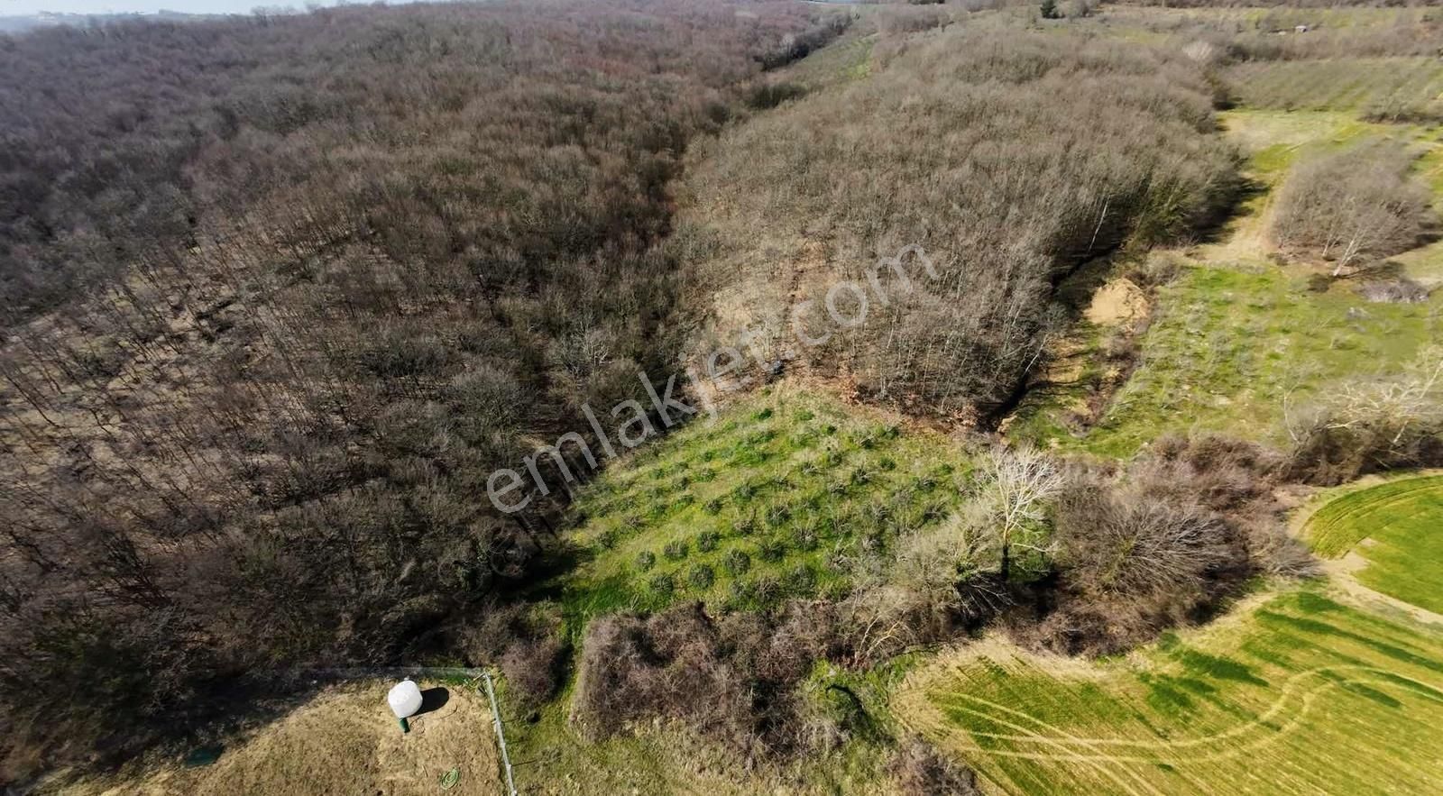 Kandıra Kırkarmutta Satılık 2.353m² Fındık Bahçesi Yatırımlık - Görsel 7