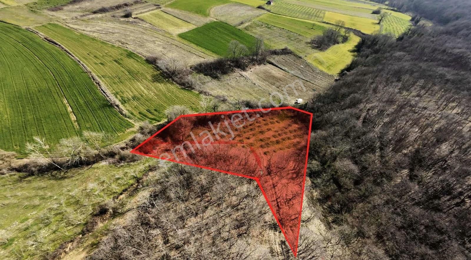 Kandıra Kırkarmutta Satılık 2.353m² Fındık Bahçesi Yatırımlık - Görsel 4