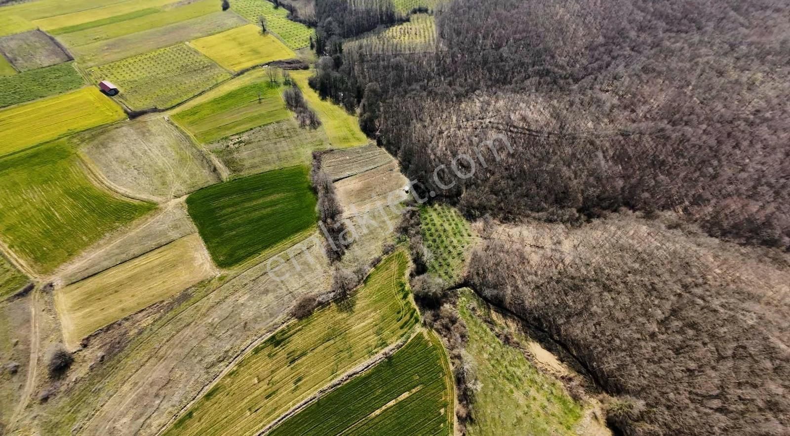 Kandıra Kırkarmutta Satılık 2.353m² Fındık Bahçesi Yatırımlık - Görsel 6