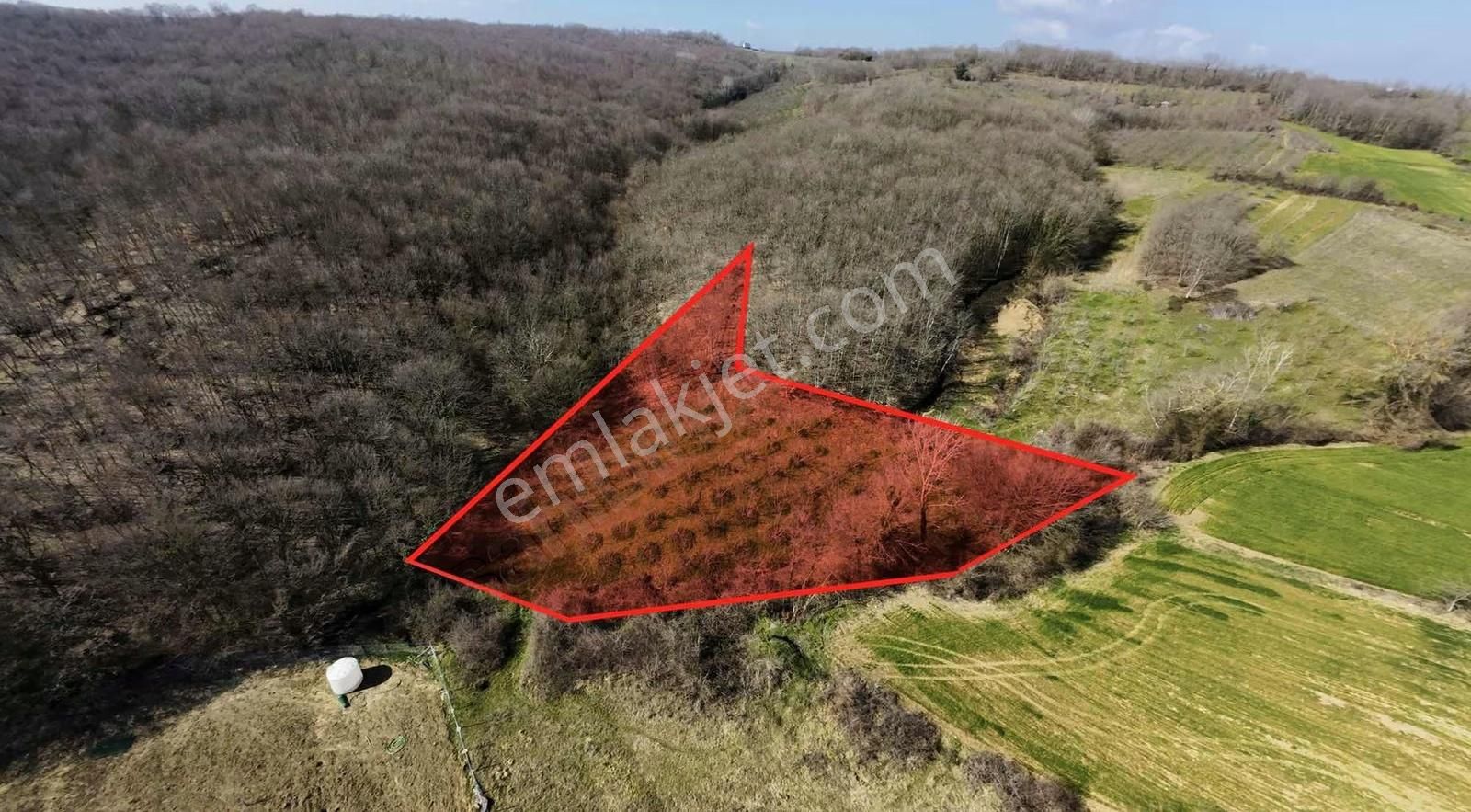 Kandıra Kırkarmutta Satılık 2.353m² Fındık Bahçesi Yatırımlık - Görsel 2