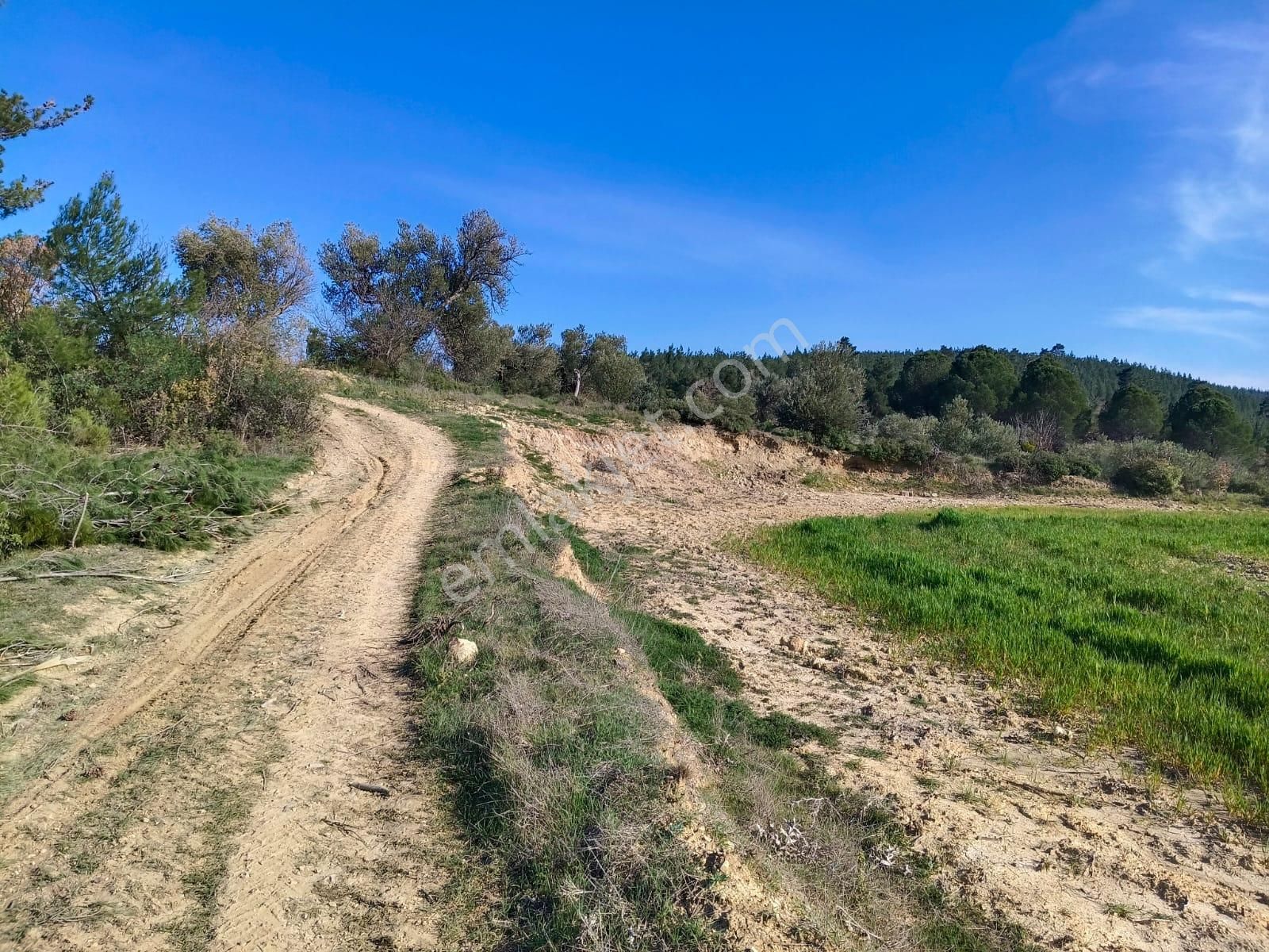 Acil Kınık Değirmencieli'nde Köy Kenarı 7 Dekar Tarla - Görsel 19