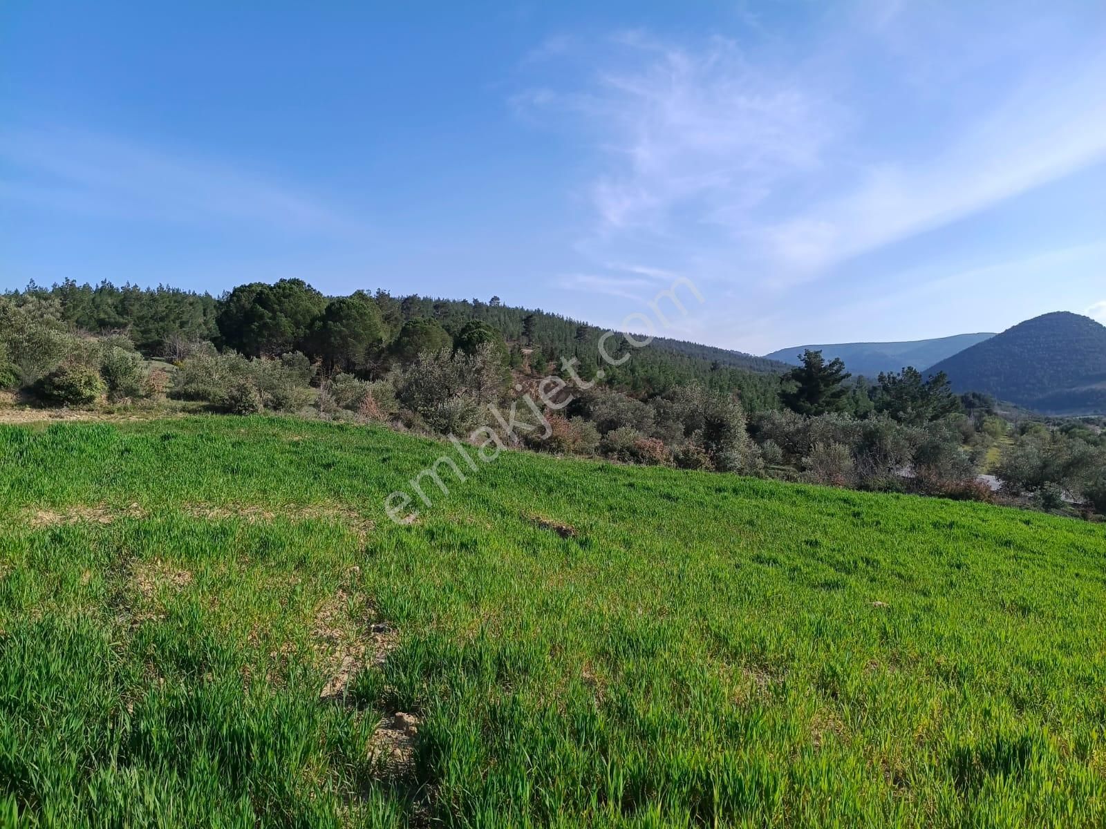 Acil Kınık Değirmencieli'nde Köy Kenarı 7 Dekar Tarla - Görsel 21