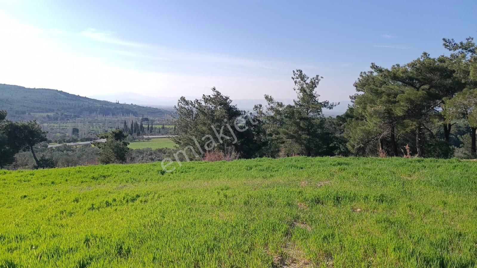 Acil Kınık Değirmencieli'nde Köy Kenarı 7 Dekar Tarla - Görsel 9