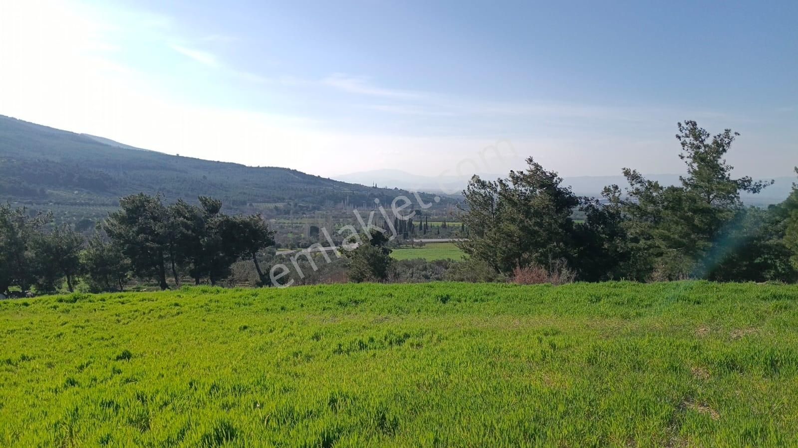 Acil Kınık Değirmencieli'nde Köy Kenarı 7 Dekar Tarla - Görsel 8