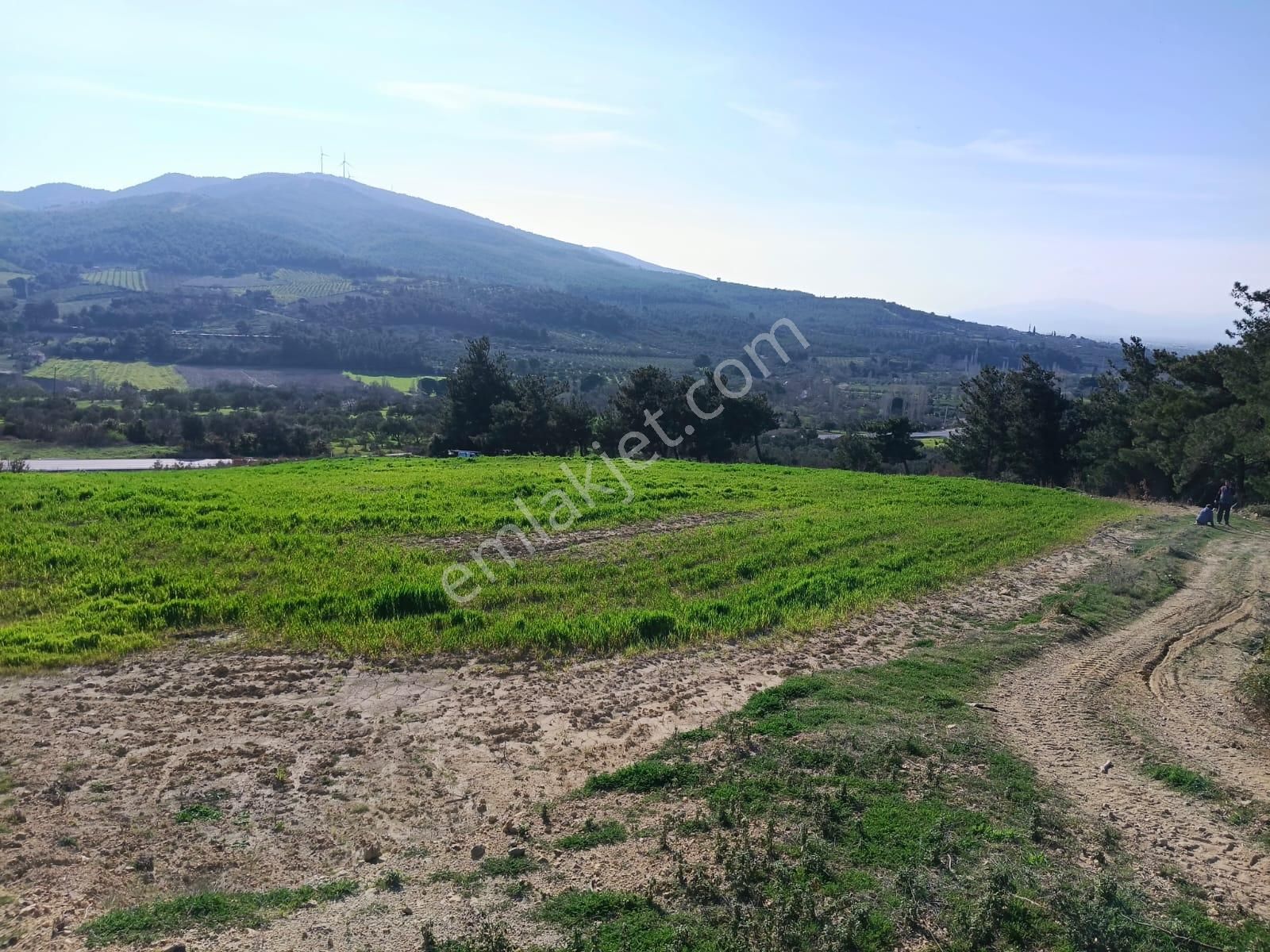 Acil Kınık Değirmencieli'nde Köy Kenarı 7 Dekar Tarla - Görsel 6