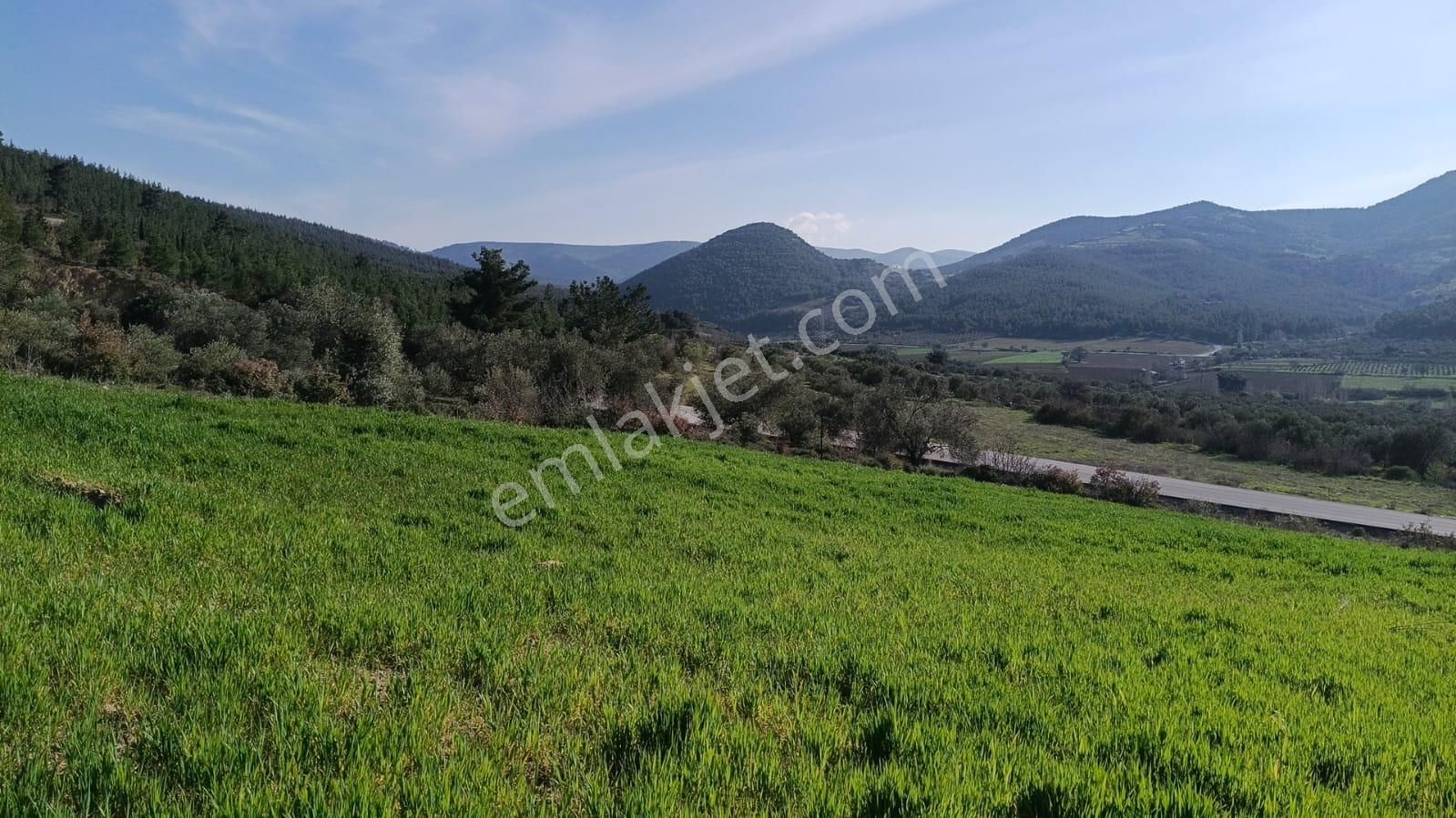 Acil Kınık Değirmencieli'nde Köy Kenarı 7 Dekar Tarla - Görsel 11