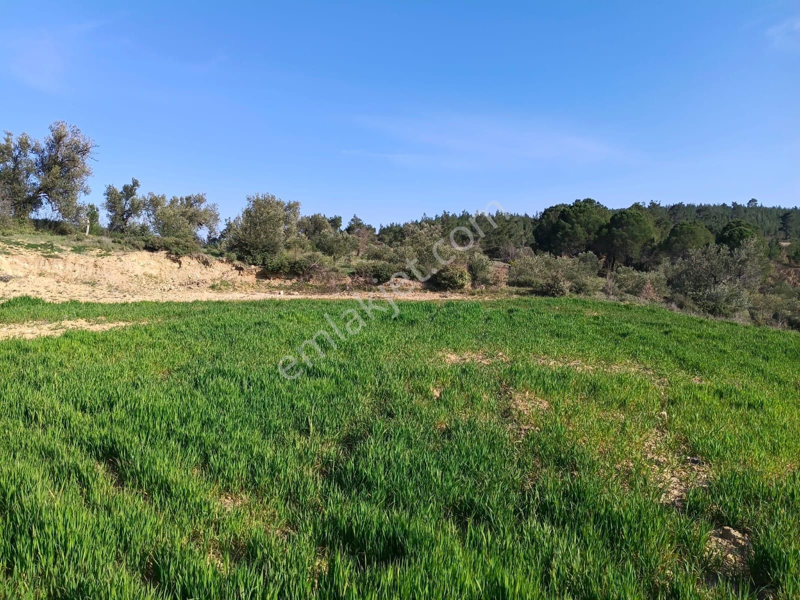 Acil Kınık Değirmencieli'nde Köy Kenarı 7 Dekar Tarla - Görsel 23