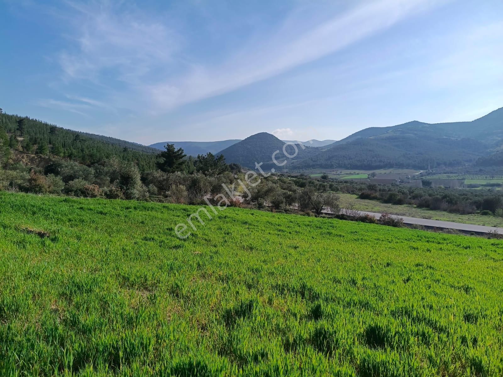 Acil Kınık Değirmencieli'nde Köy Kenarı 7 Dekar Tarla - Görsel 22