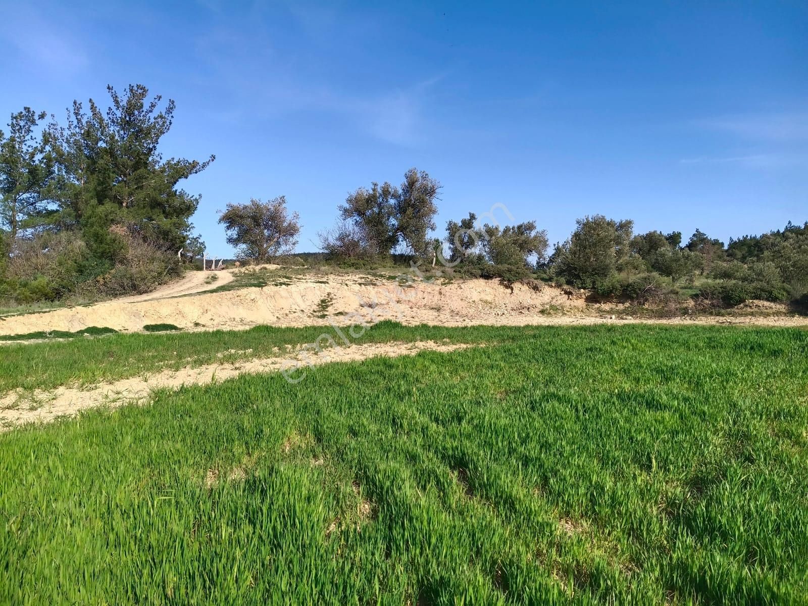 Acil Kınık Değirmencieli'nde Köy Kenarı 7 Dekar Tarla - Görsel 17