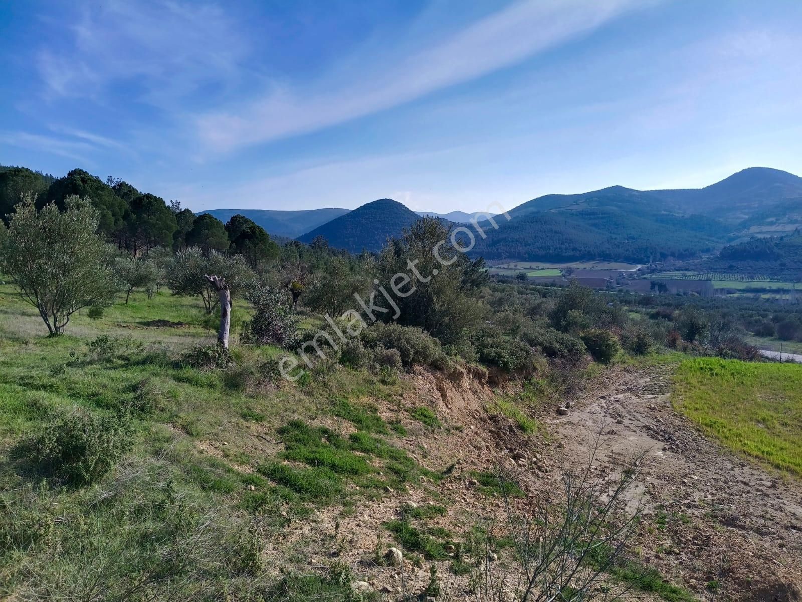 Acil Kınık Değirmencieli'nde Köy Kenarı 7 Dekar Tarla - Görsel 16