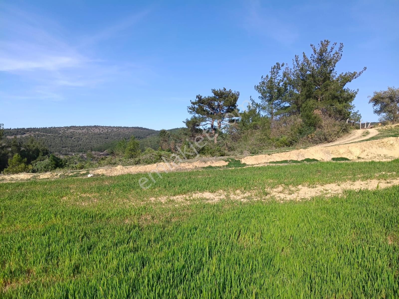 Acil Kınık Değirmencieli'nde Köy Kenarı 7 Dekar Tarla - Görsel 18
