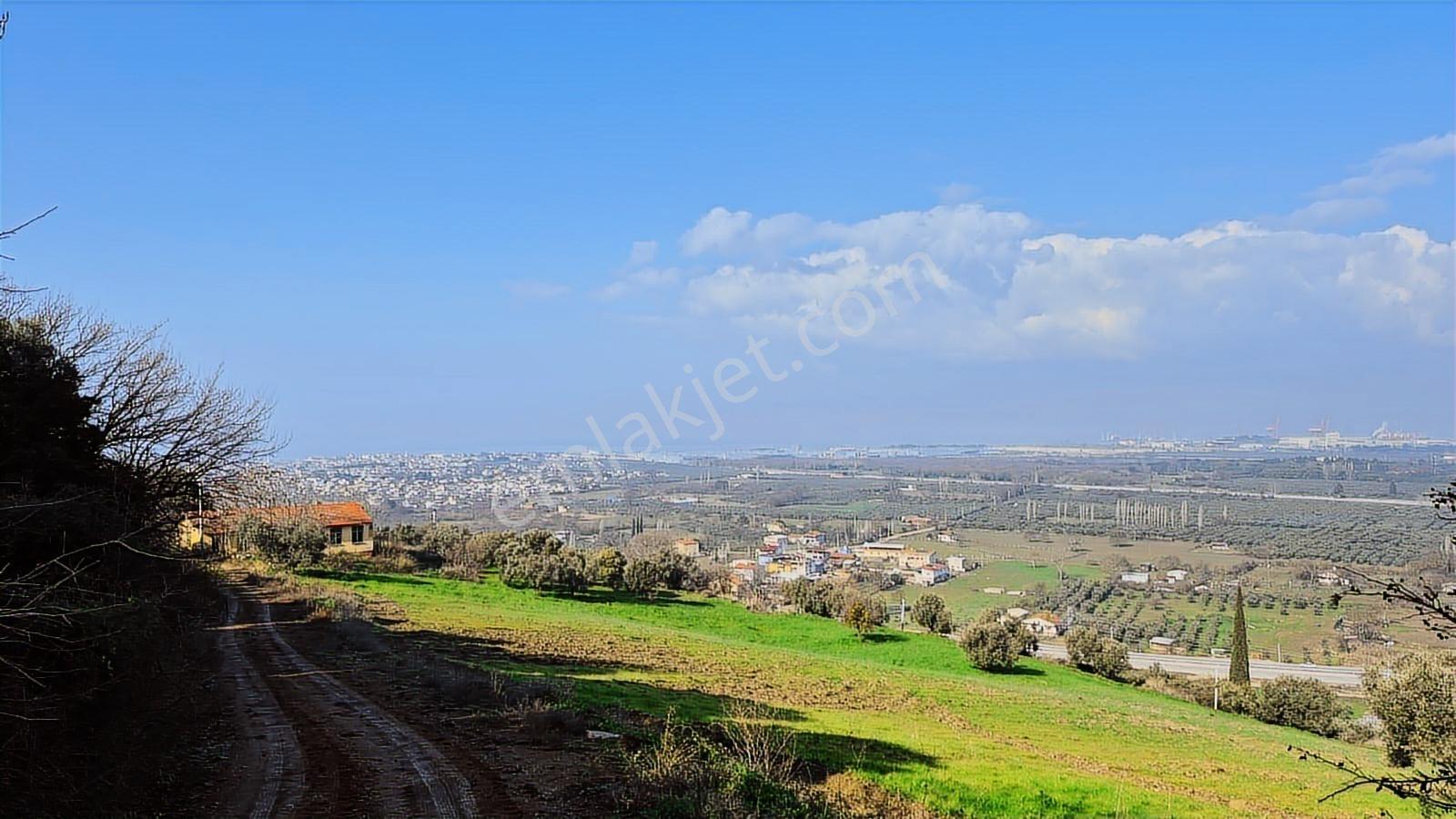 C21 Ewa'dan Gemlik Gençali Köyünde Deniz Manzaralı Zeytinlik !!! - Görsel 2