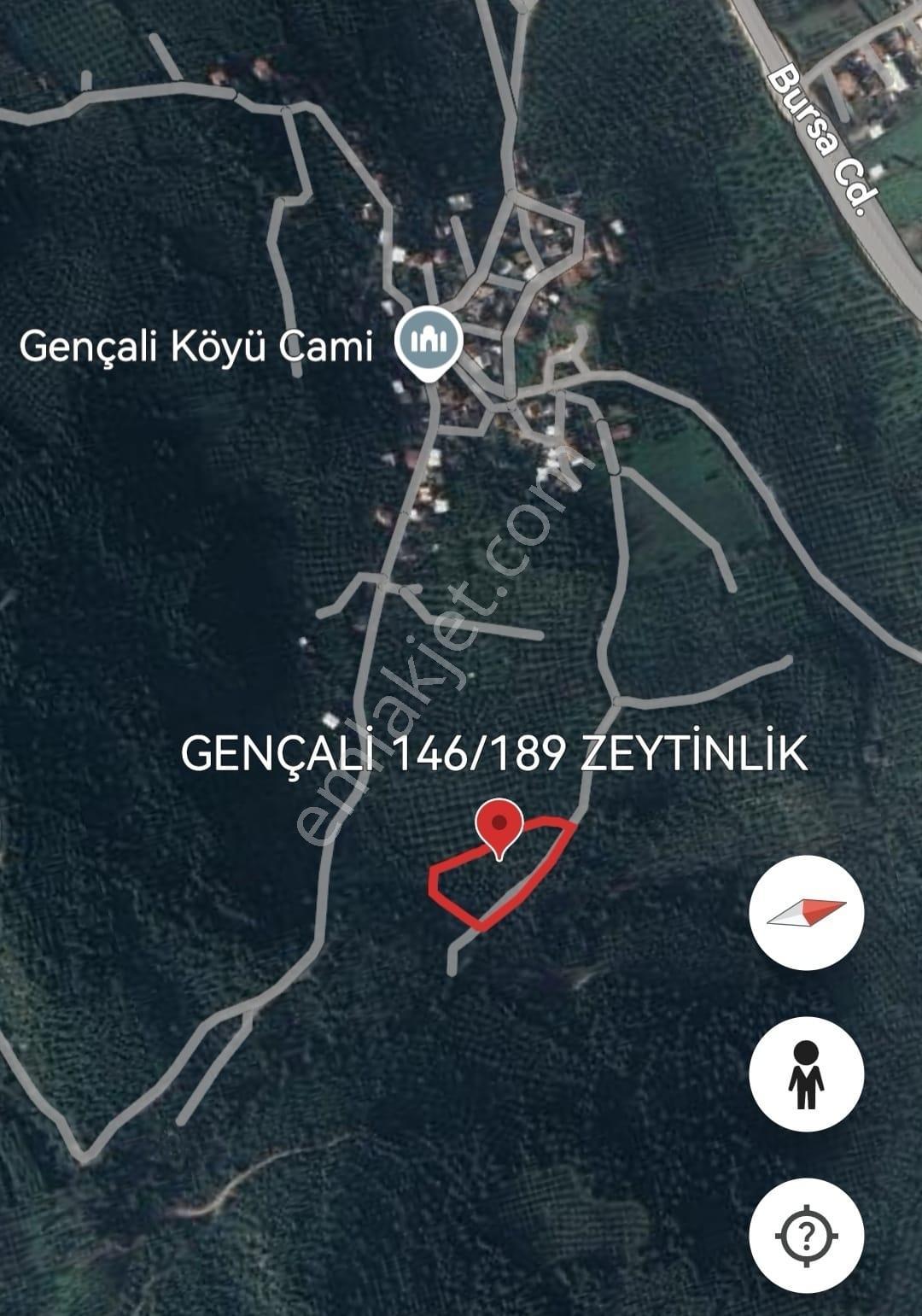 C21 Ewa'dan Gemlik Gençali Köyünde Deniz Manzaralı Zeytinlik !!! - Görsel 10