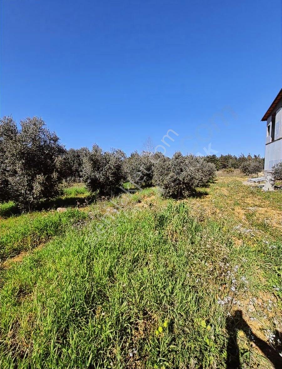 Tek Tapu Zeytin Bahçeli Arsa - Görsel 4