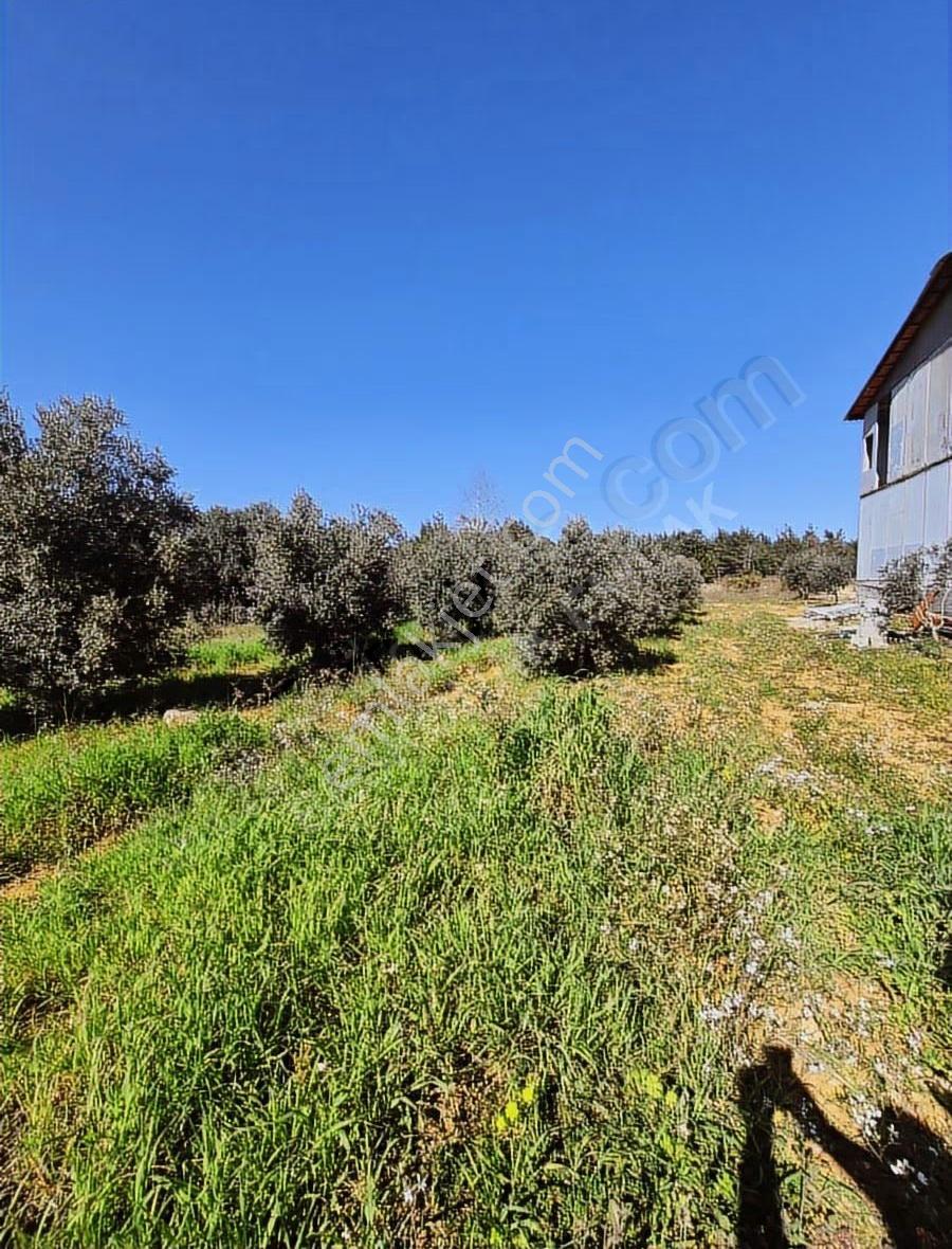 Tek Tapu Zeytin Bahçeli Arsa - Görsel 3
