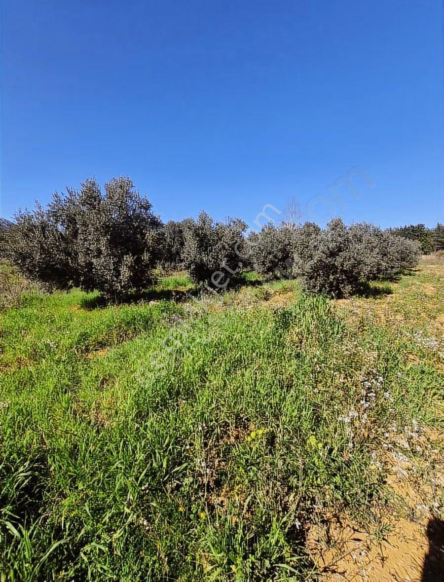 Tek Tapu Zeytin Bahçeli Arsa - Görsel 2