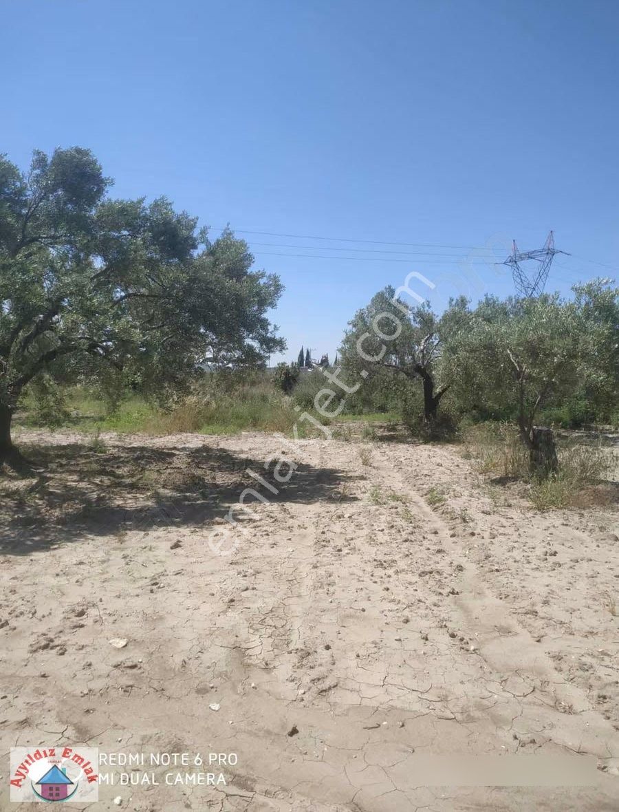 Yeniceköyde Tek Tapu Fırsat Zeytinlik - Görsel 2