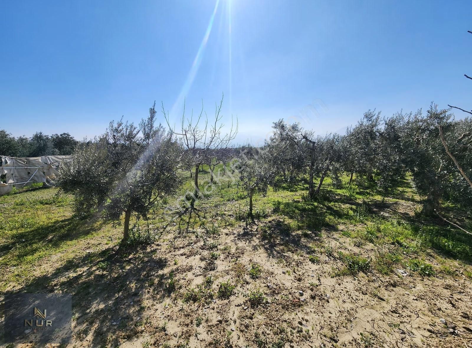 İst. Otoban Yanı 3245 M2 Müstakil Tapulu Tarla+bağ+çiftlik - Görsel 14