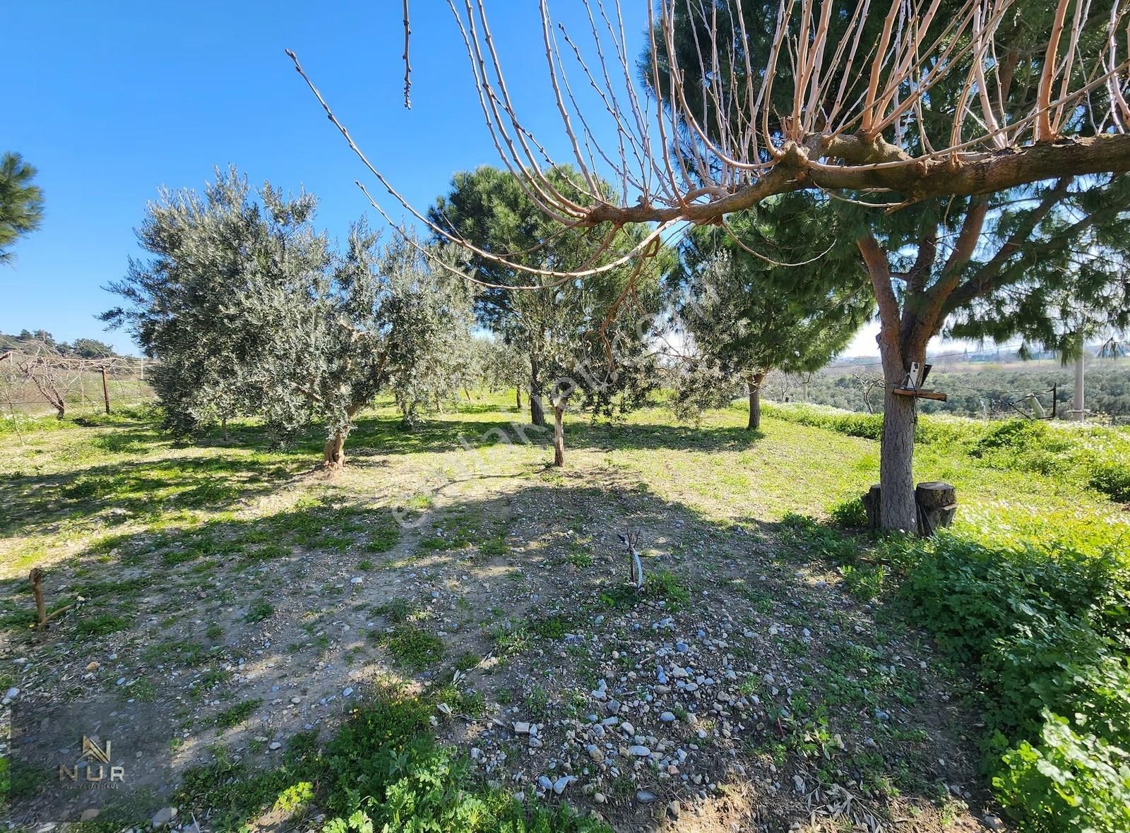 İst. Otoban Yanı 3245 M2 Müstakil Tapulu Tarla+bağ+çiftlik - Görsel 9