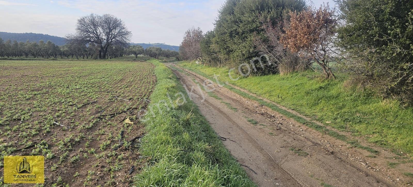 Dümrekte Karayoluna 200 Mt Yolu Olan Uygun Fiyatlı Satılık Tarla - Görsel 12