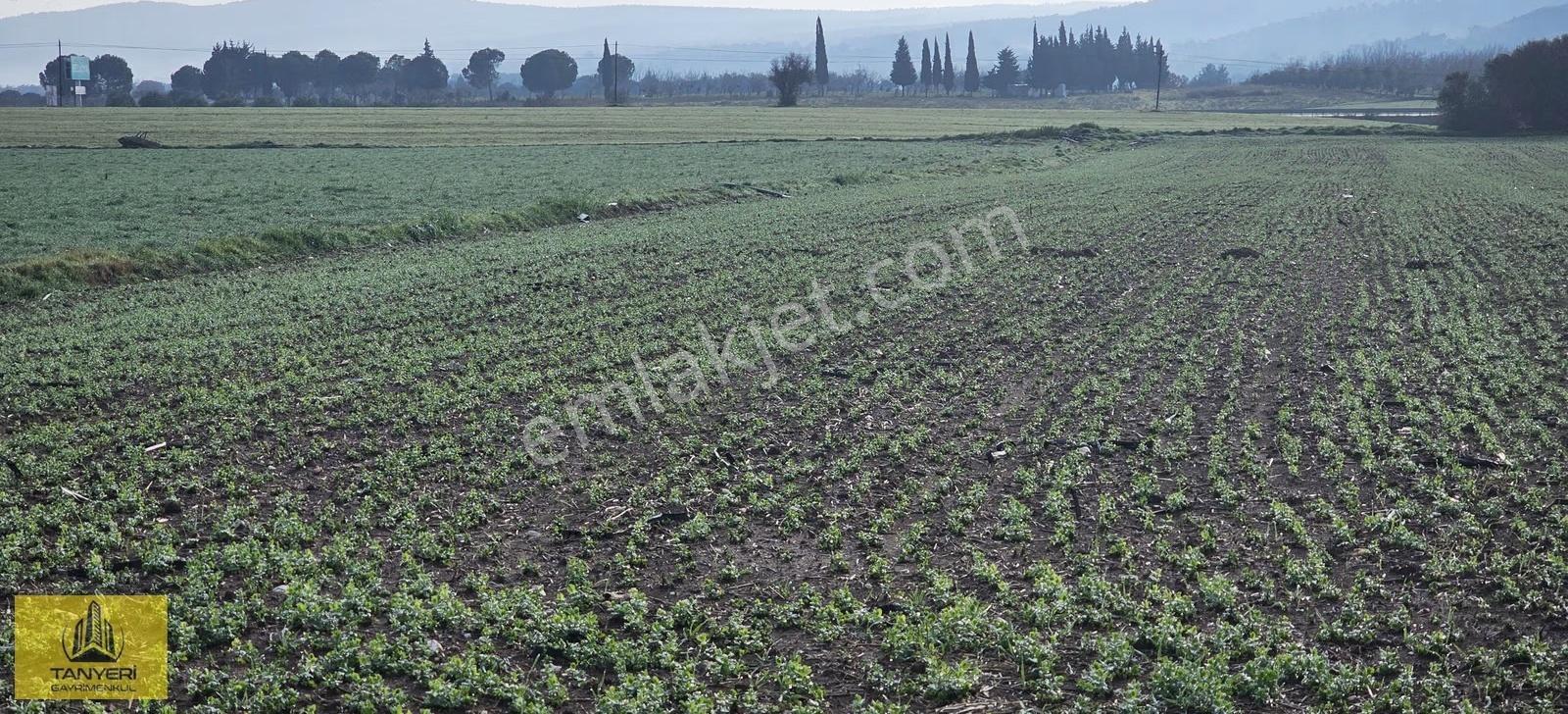 Dümrekte Karayoluna 200 Mt Yolu Olan Uygun Fiyatlı Satılık Tarla - Görsel 6